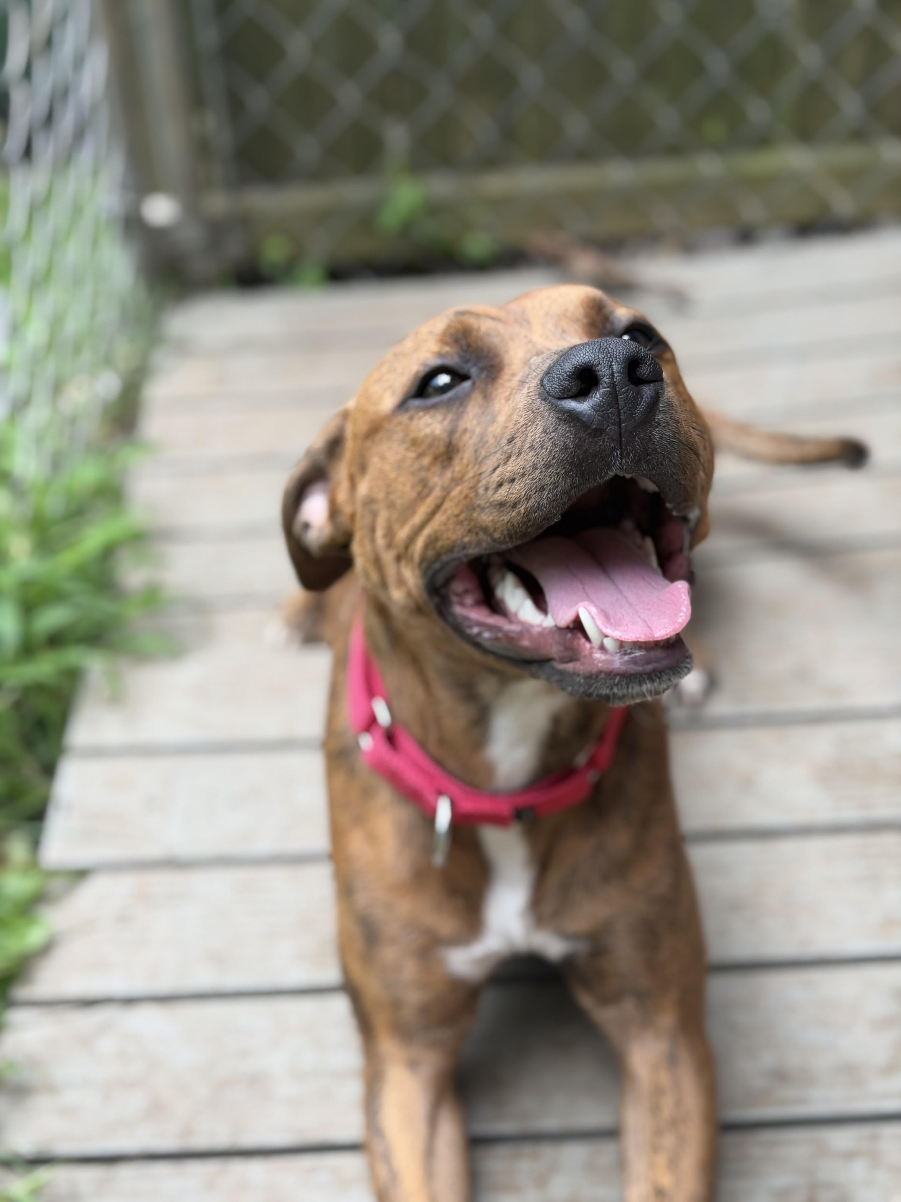 River, a ADOPTABLE Pit Bull Terrier in Mahwah, NJ image 3/6