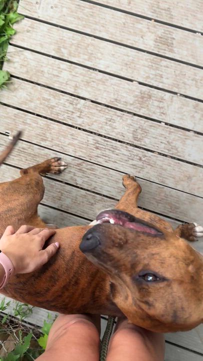 Enlarge River, a ADOPTABLE Pit Bull Terrier in Mahwah, NJ video 4/6