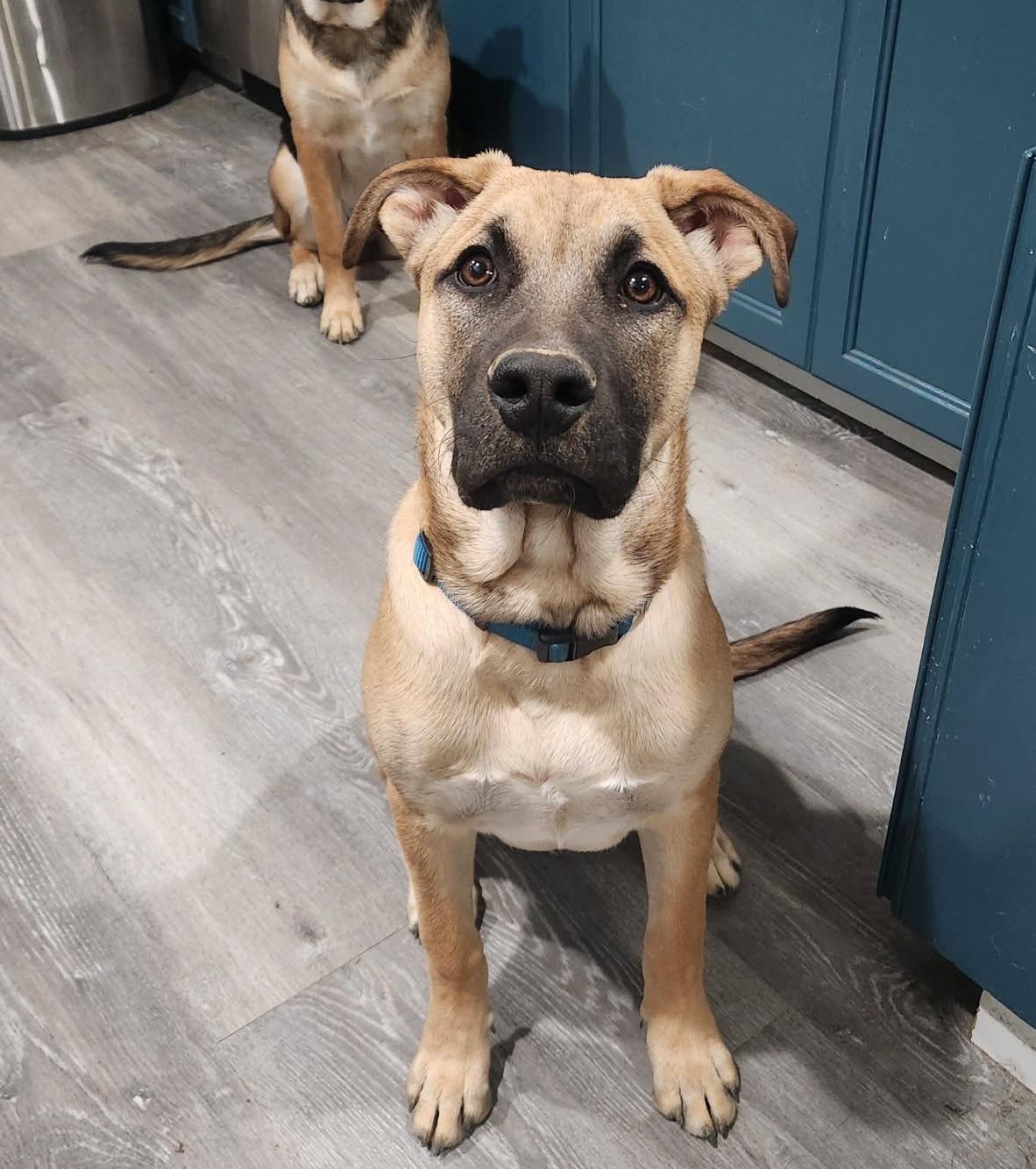 Enlarge Riley, a ADOPTABLE mixed breed in Tehachapi, CA image 1/1