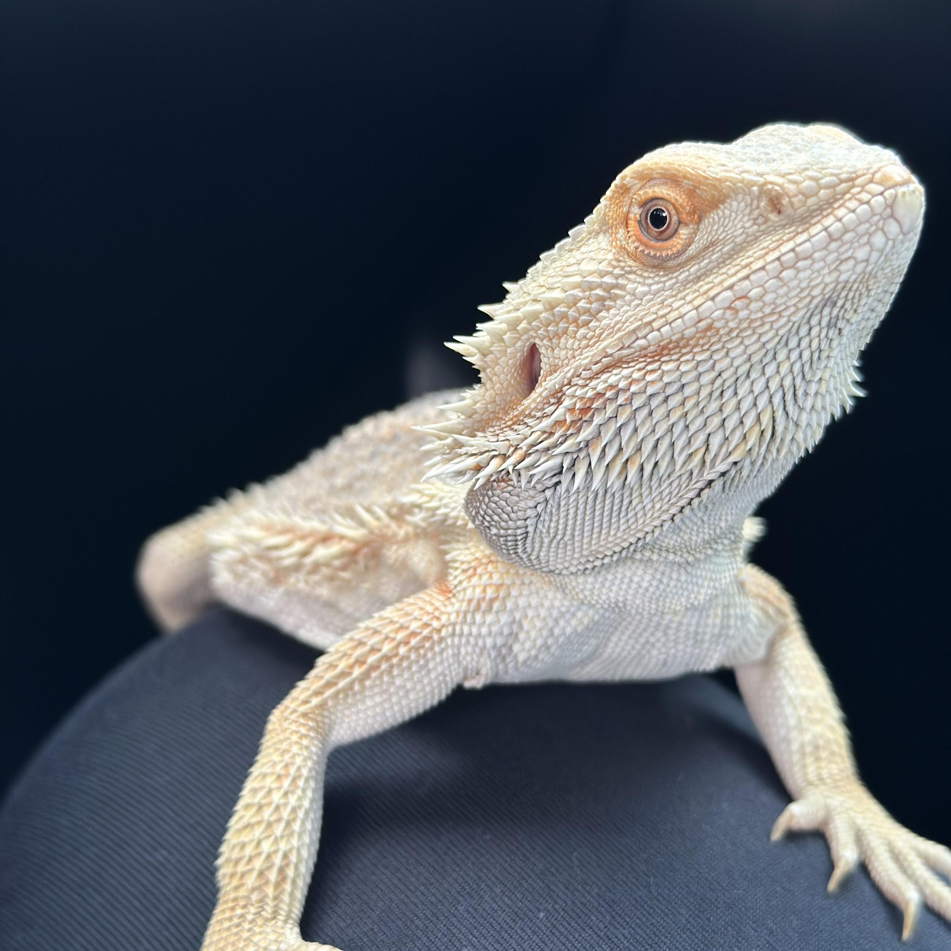 Enlarge Tiny, a Adoptable Bearded Dragon in warwick, RI image 2/4