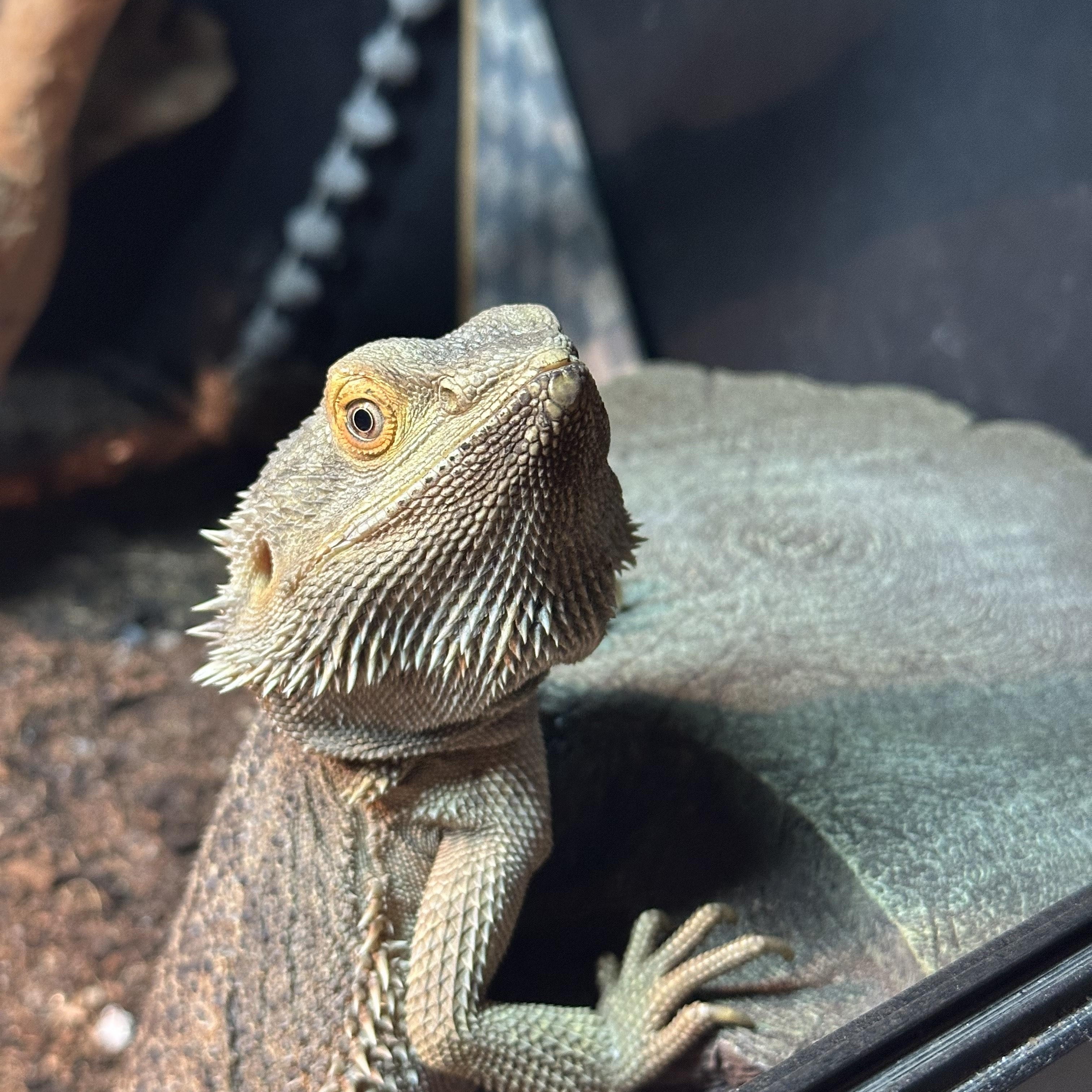 Enlarge Tiny, a Adoptable Bearded Dragon in warwick, RI image 3/4