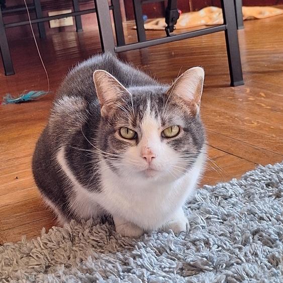 Enlarge Mittens, a Adoptable Domestic Short Hair in Attica, NY image 1/1