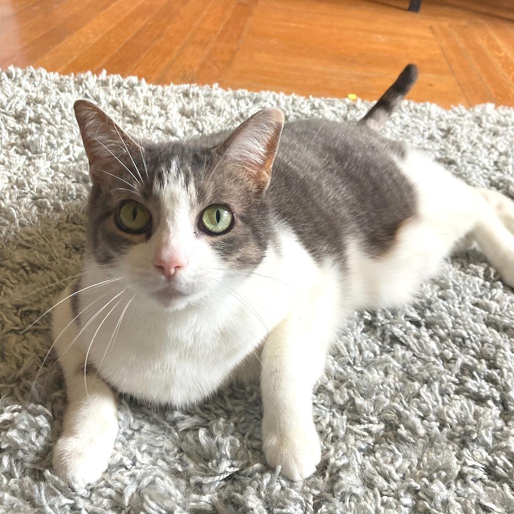 Enlarge Mittens, a Adoptable Domestic Short Hair in Attica, NY image 2/2