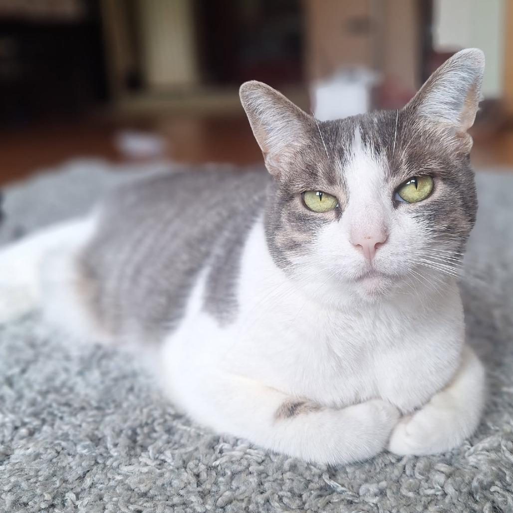 Enlarge Mittens, a Adoptable Domestic Short Hair in Attica, NY image 3/4