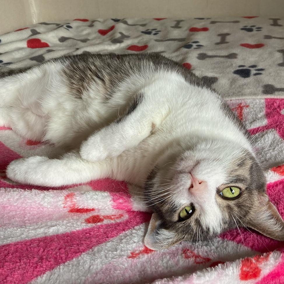 Enlarge Mittens, a Adoptable Domestic Short Hair in Attica, NY image 4/4