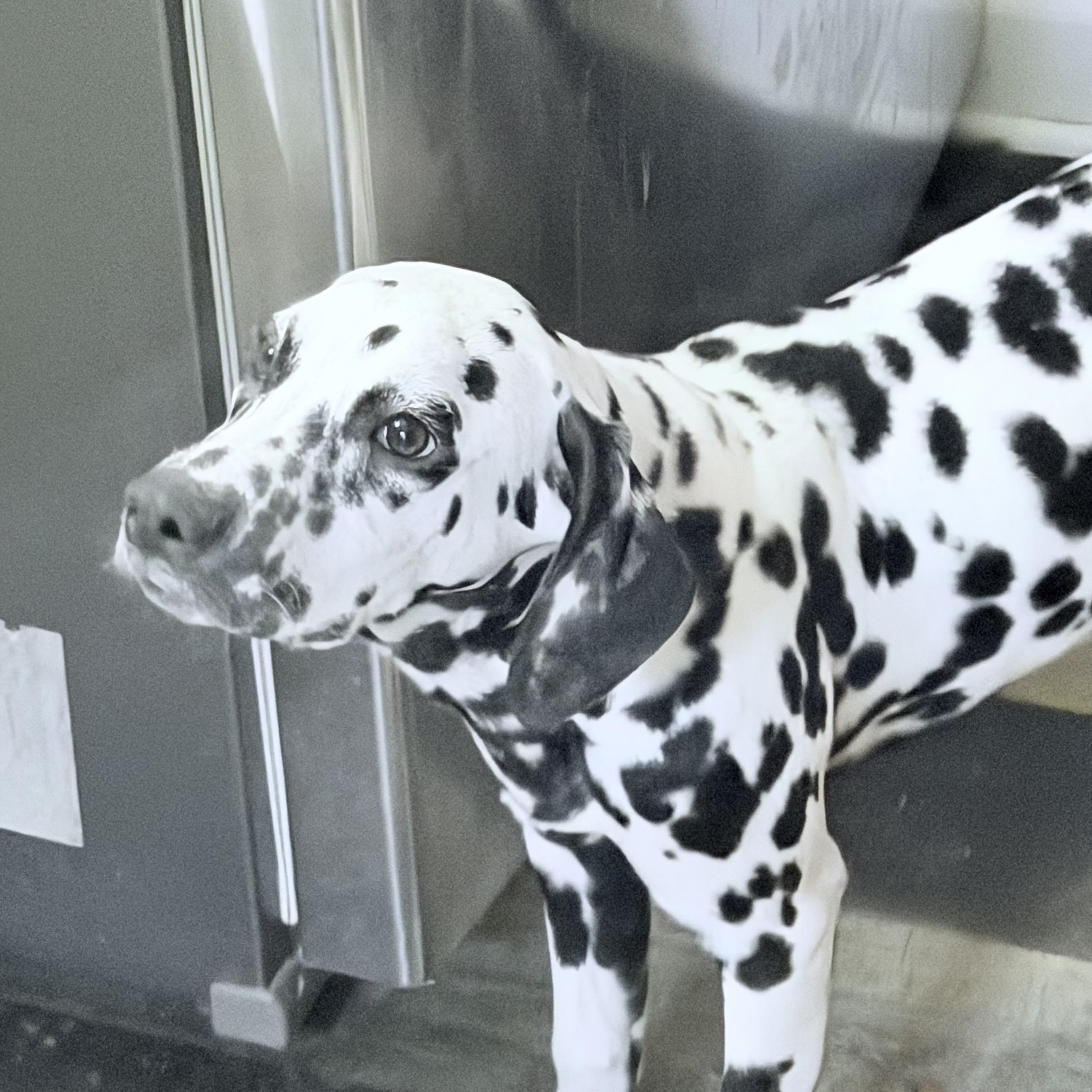 Enlarge Ebby , an adopted Dalmatian in Wilmington, IL image 6/6