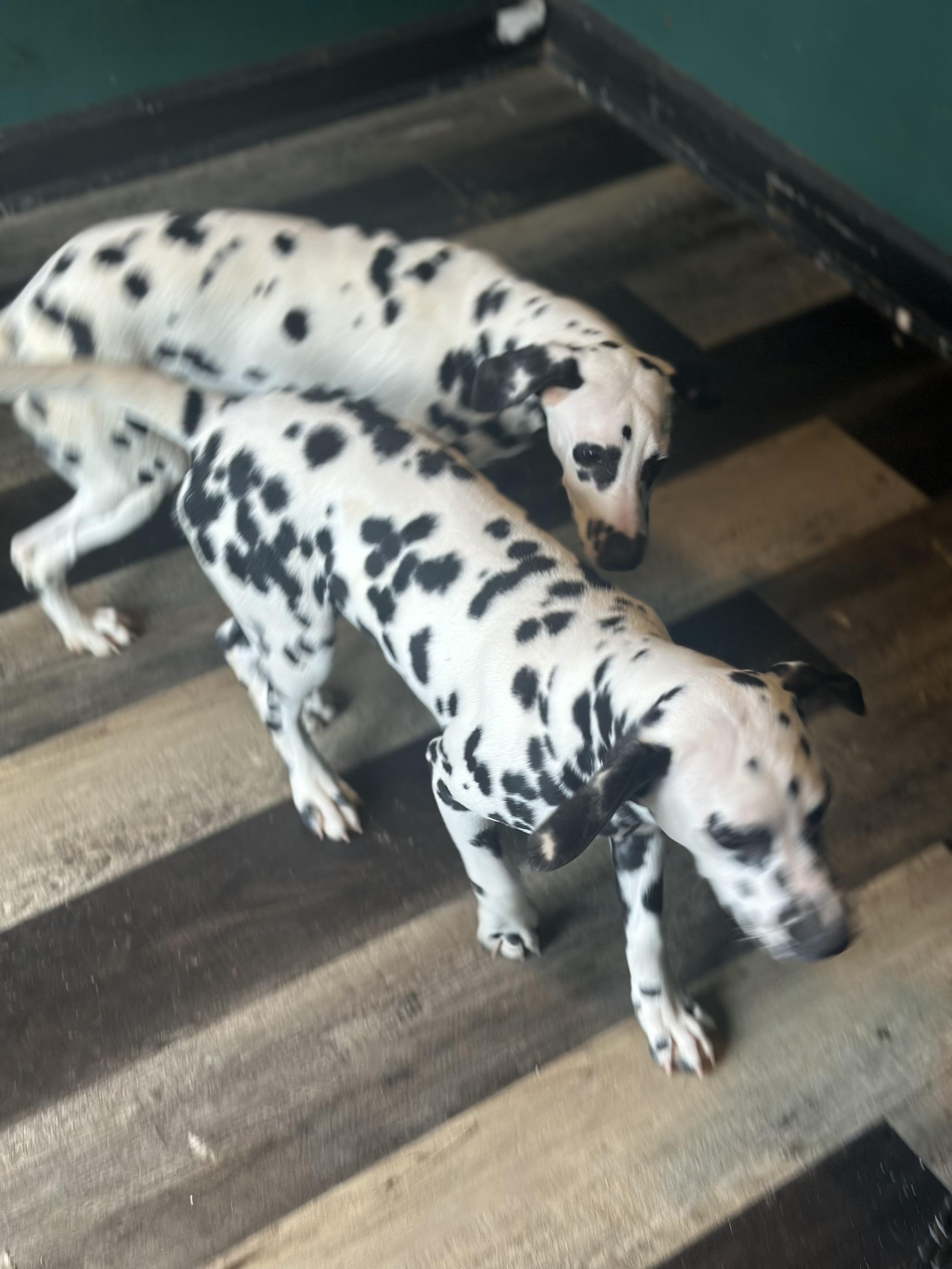 Enlarge Ebby , a ADOPTABLE Dalmatian in Wilmington, IL image 1/5