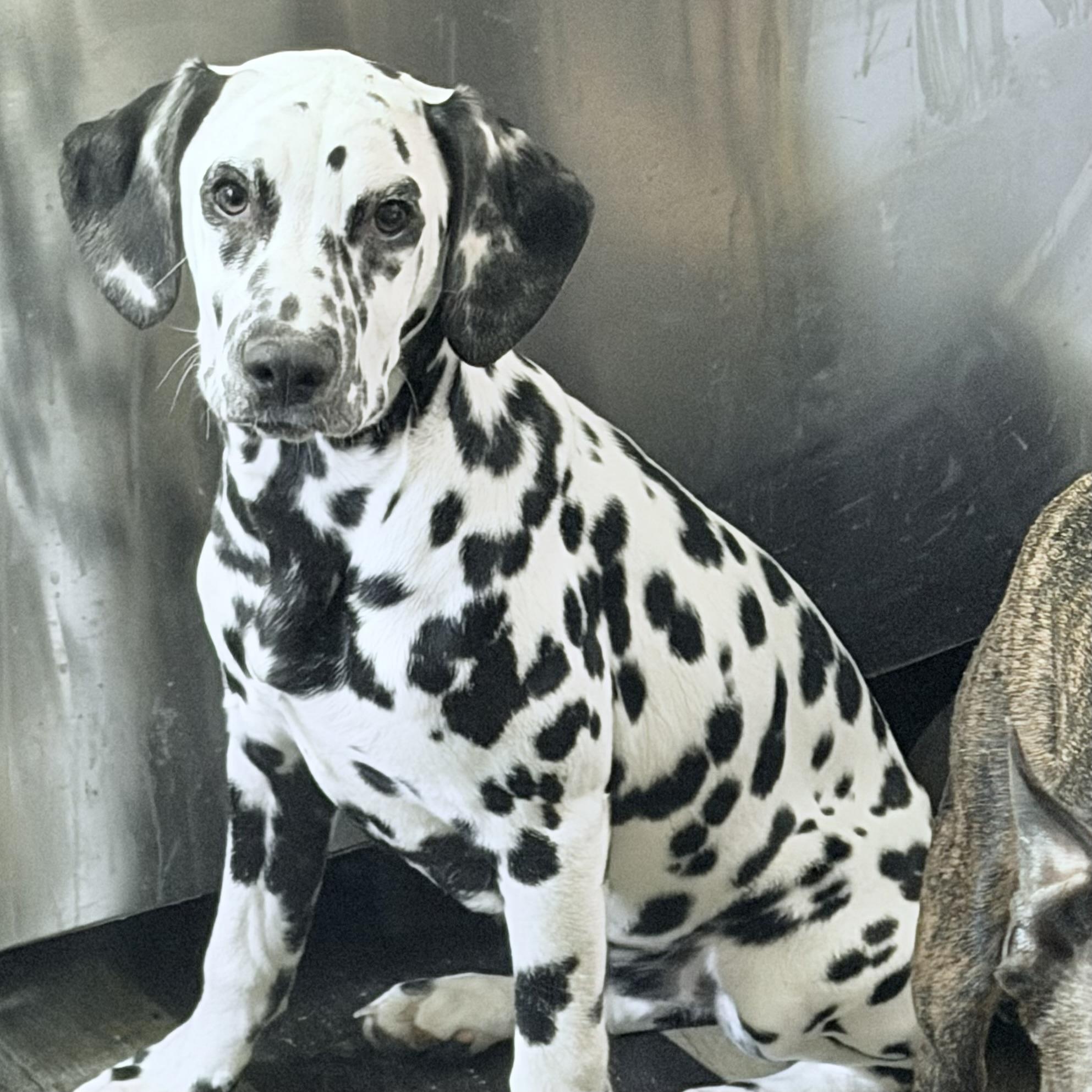 Ebby , ADOPTABLE, Puppy Female Dalmatian.