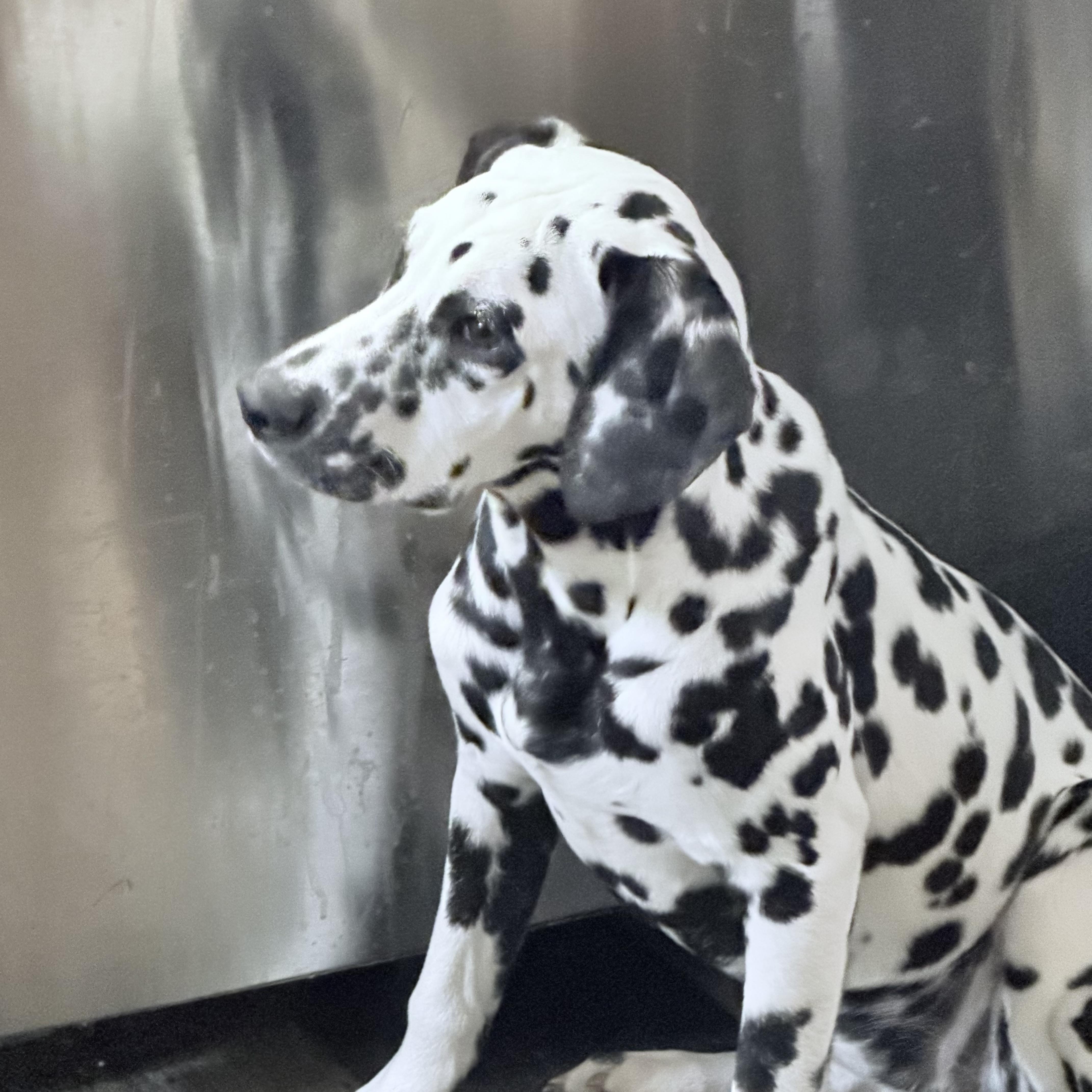 Enlarge Ebby , an adopted Dalmatian in Wilmington, IL image 5/6
