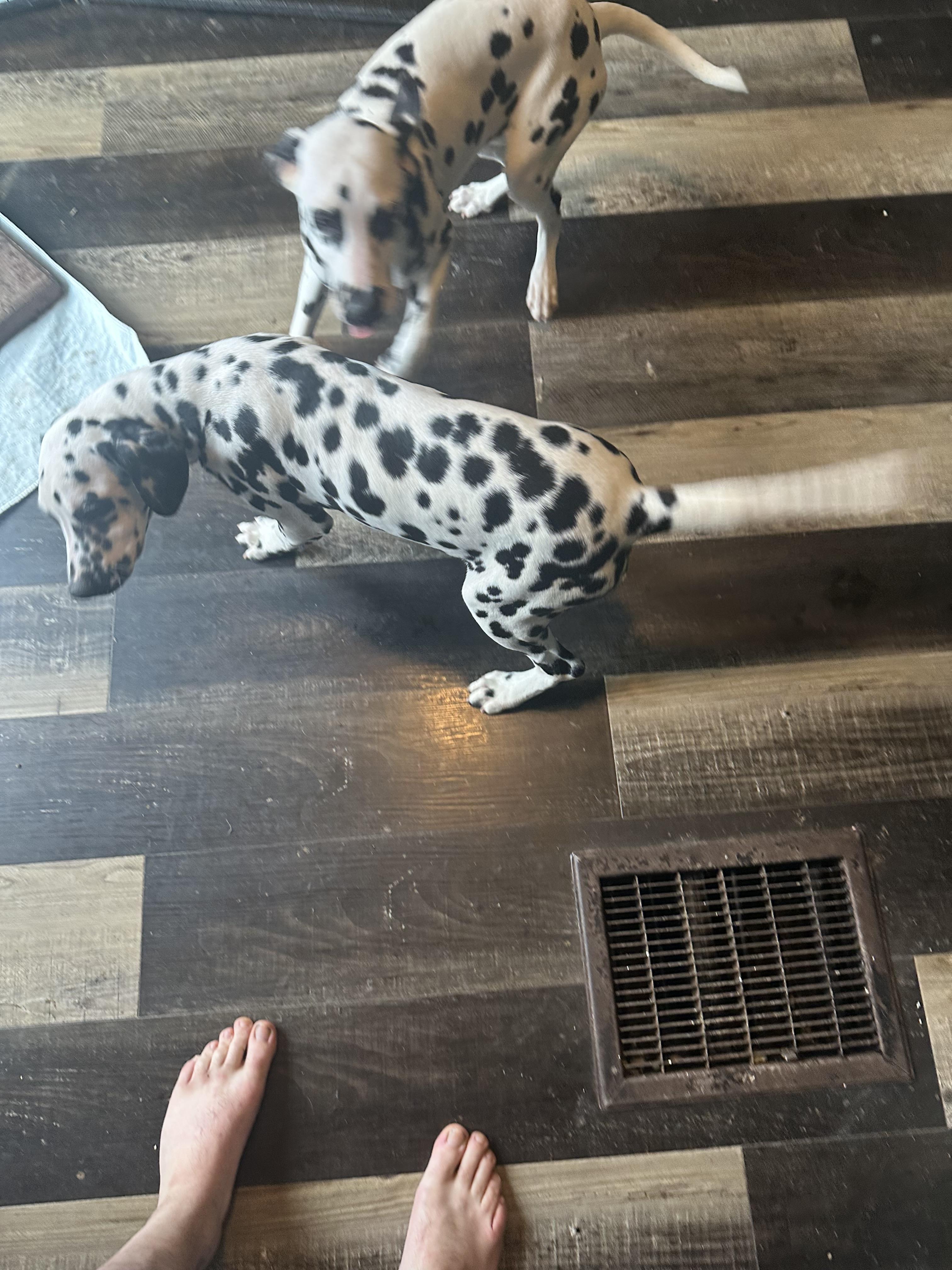 Enlarge Ebby , a ADOPTABLE Dalmatian in Wilmington, IL image 3/5