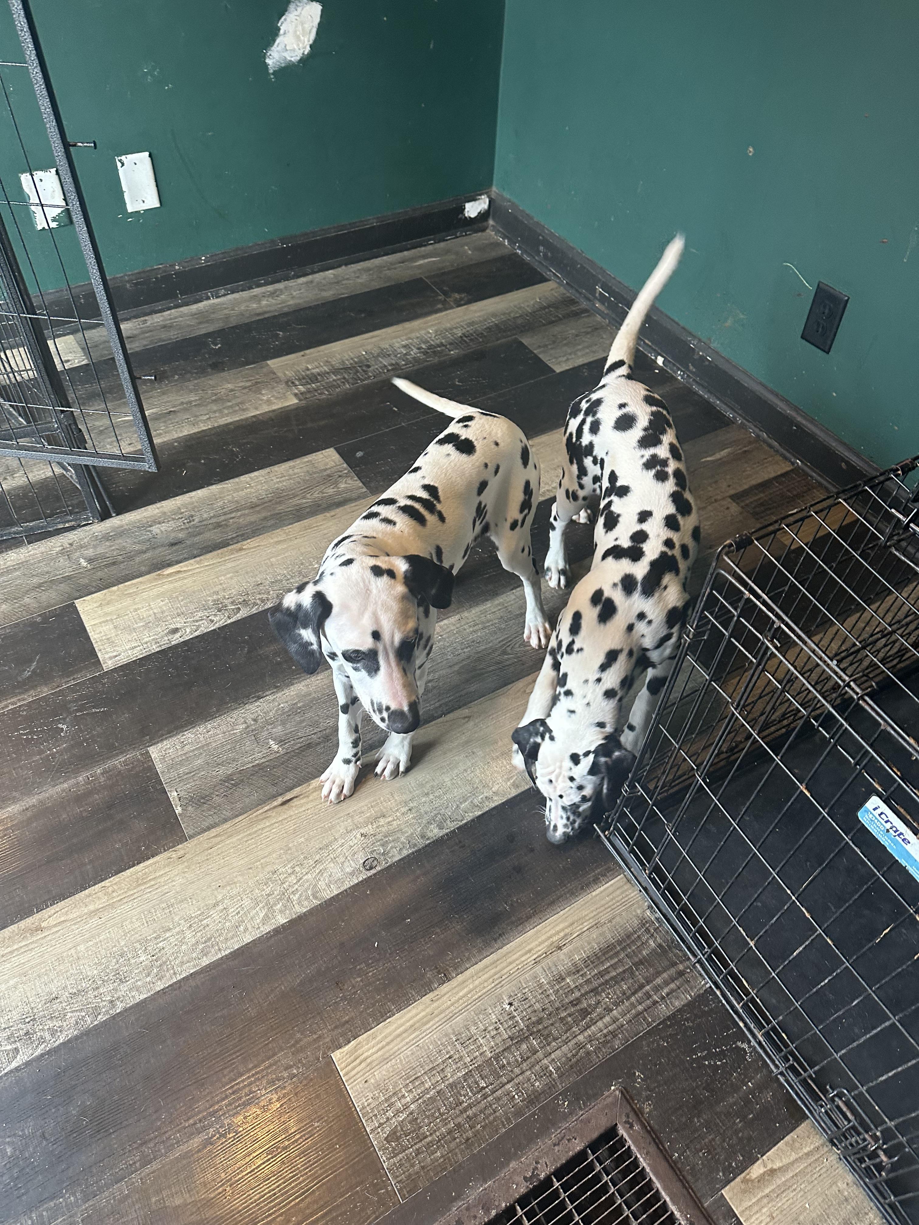 Enlarge Ebby , a ADOPTABLE Dalmatian in Wilmington, IL image 2/5