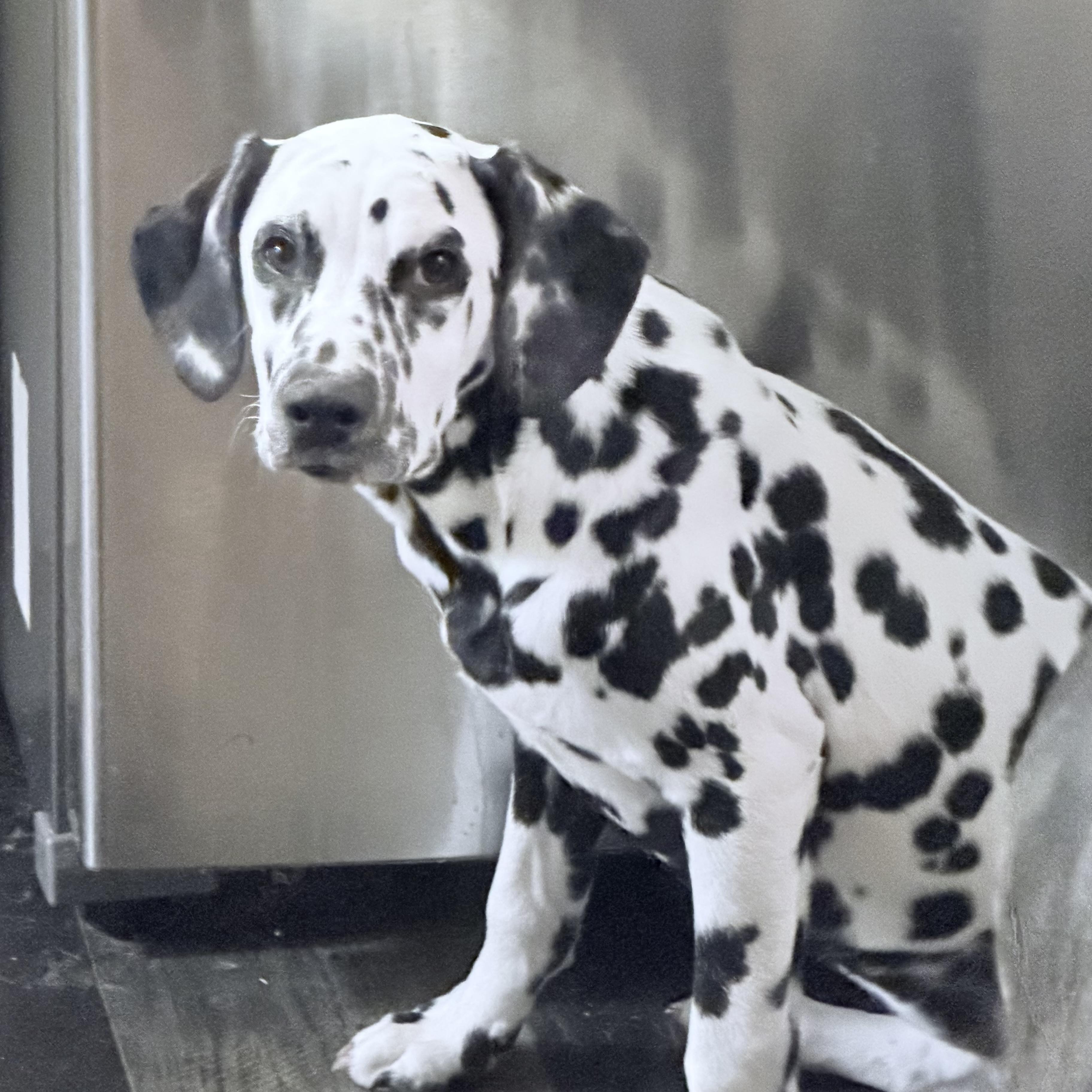 Enlarge Ebby , an adopted Dalmatian in Wilmington, IL image 3/6