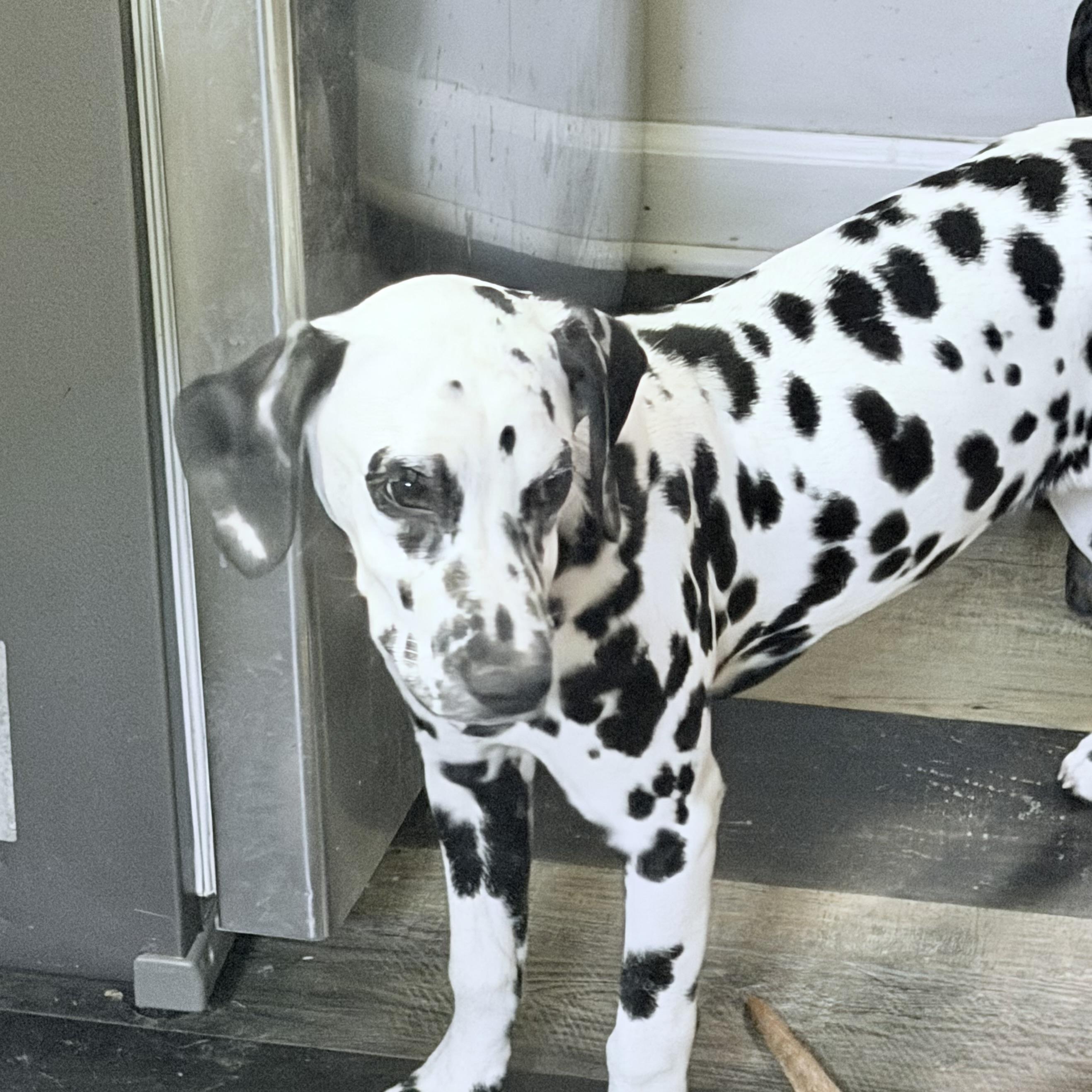Enlarge Ebby , an adopted Dalmatian in Wilmington, IL image 2/6