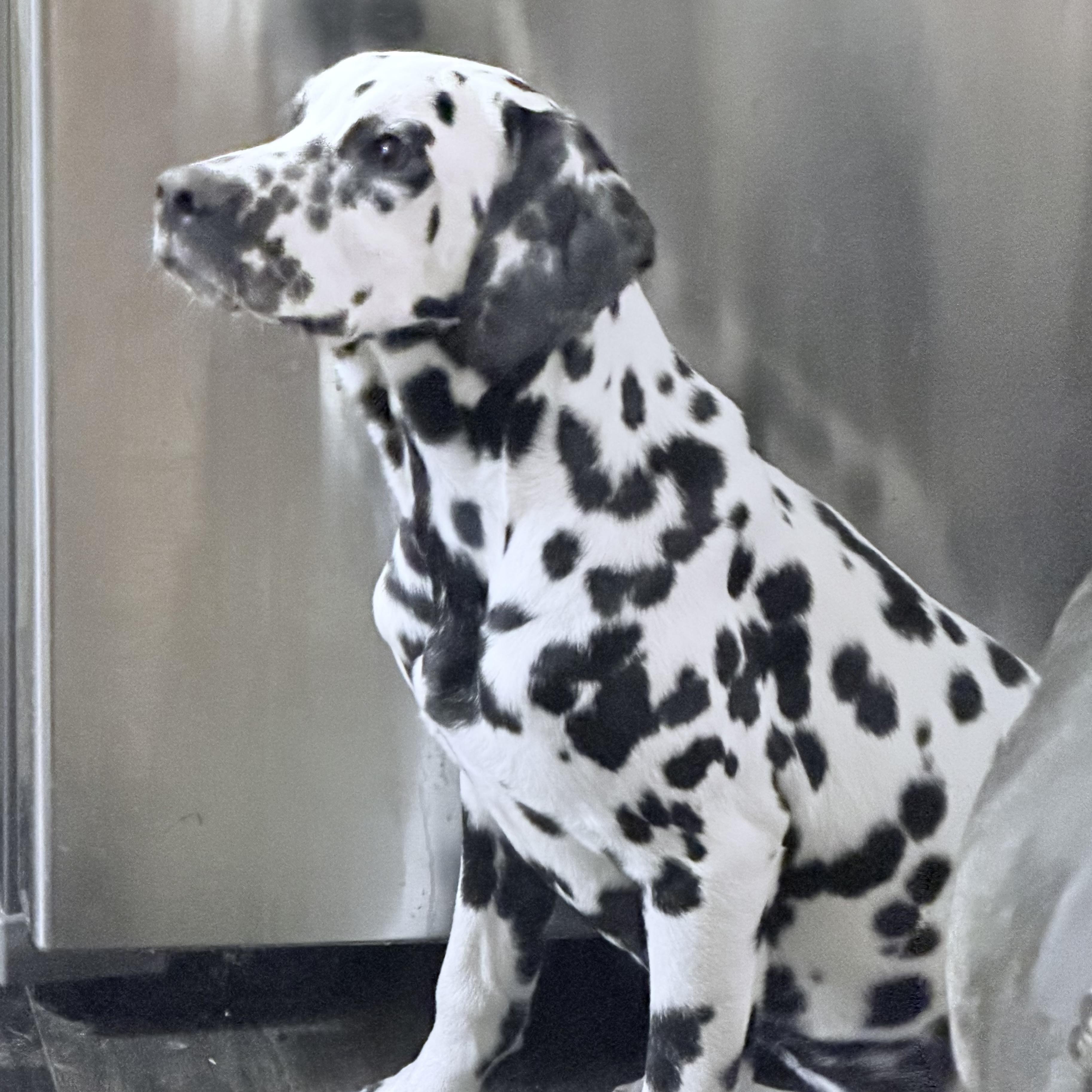 Enlarge Ebby , an adopted Dalmatian in Wilmington, IL image 4/6