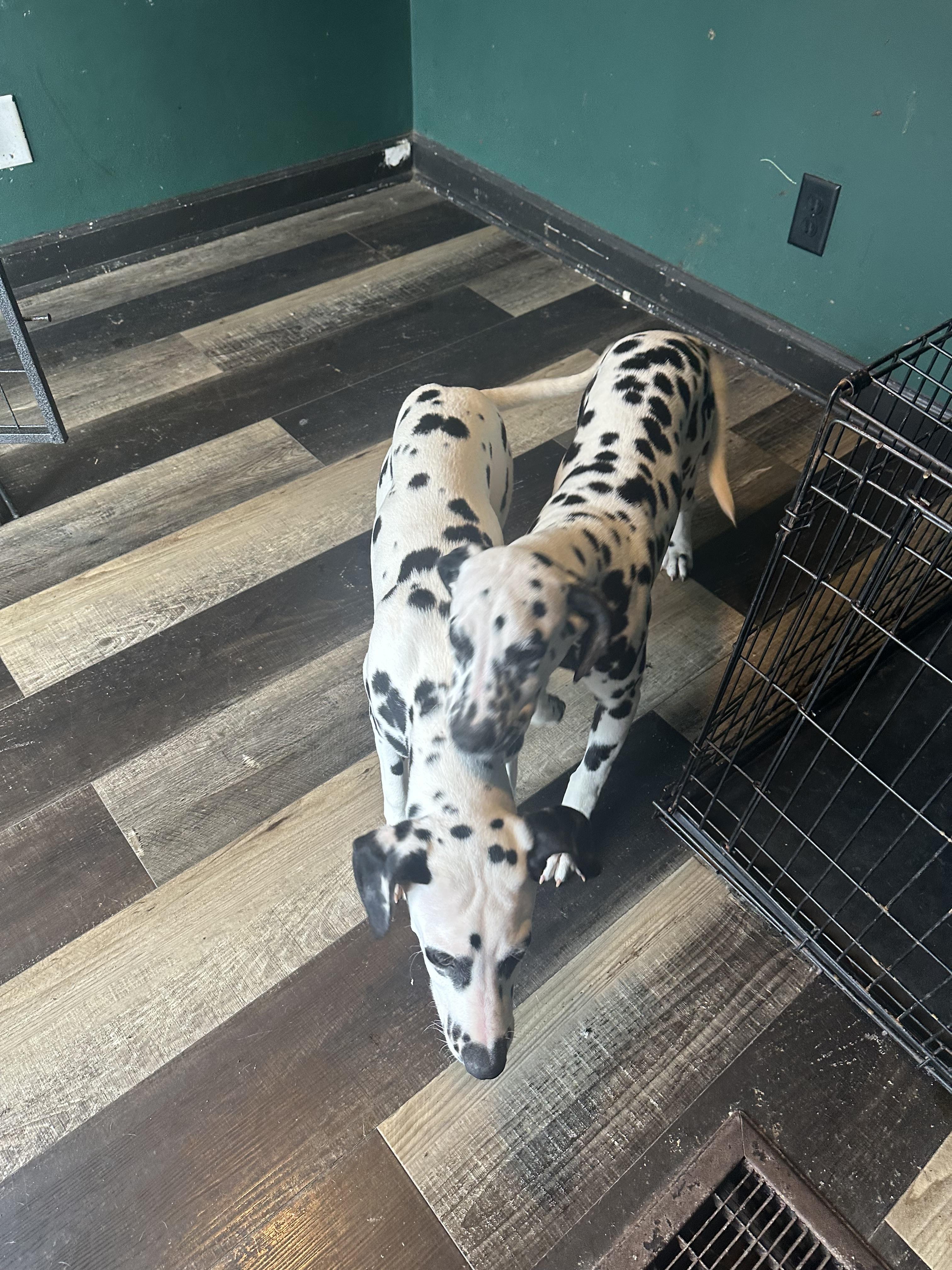 Enlarge Ebby , a ADOPTABLE Dalmatian in Wilmington, IL image 5/5