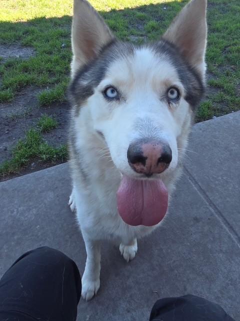 Enlarge Thunder, a ADOPTABLE Siberian Husky in Manteca, CA image 1/1