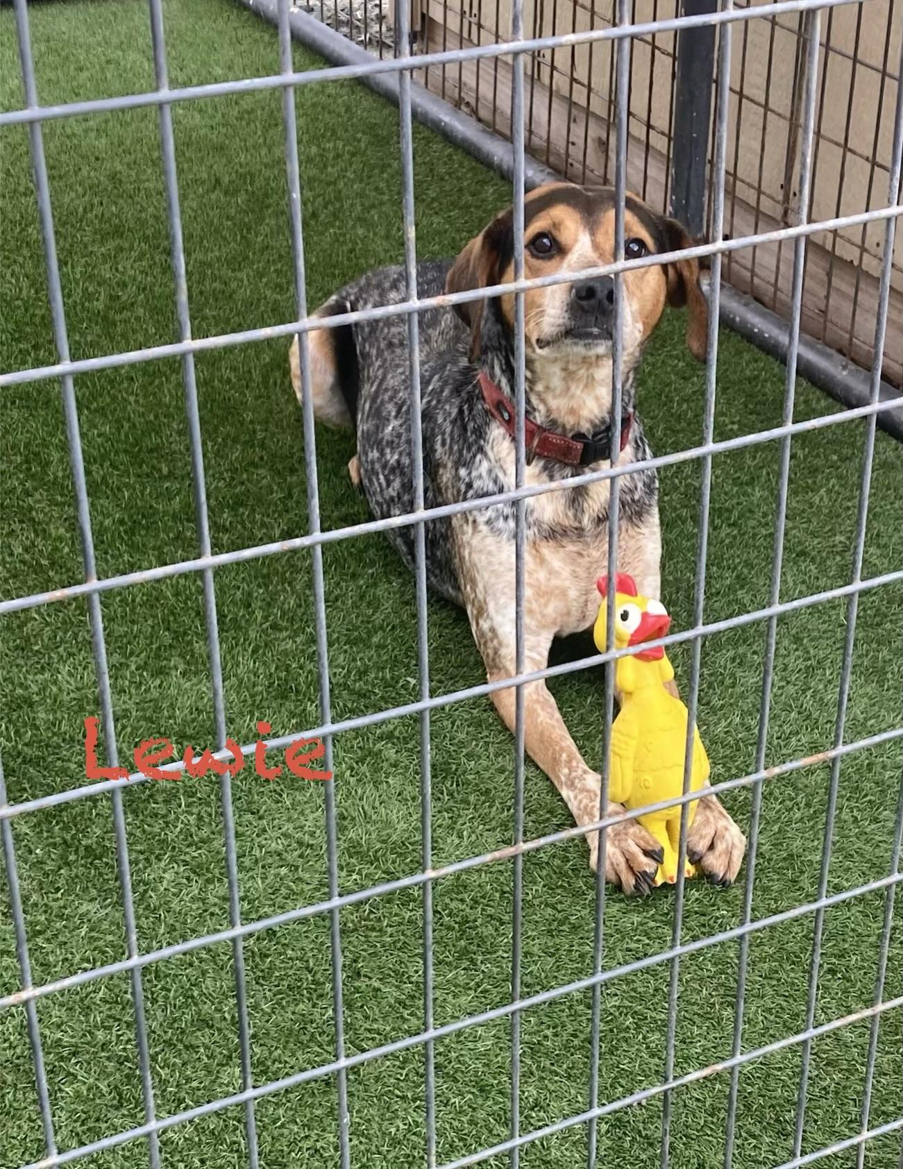 Lewie, Adoptable, Adult Male Bluetick Coonhound & Beagle.