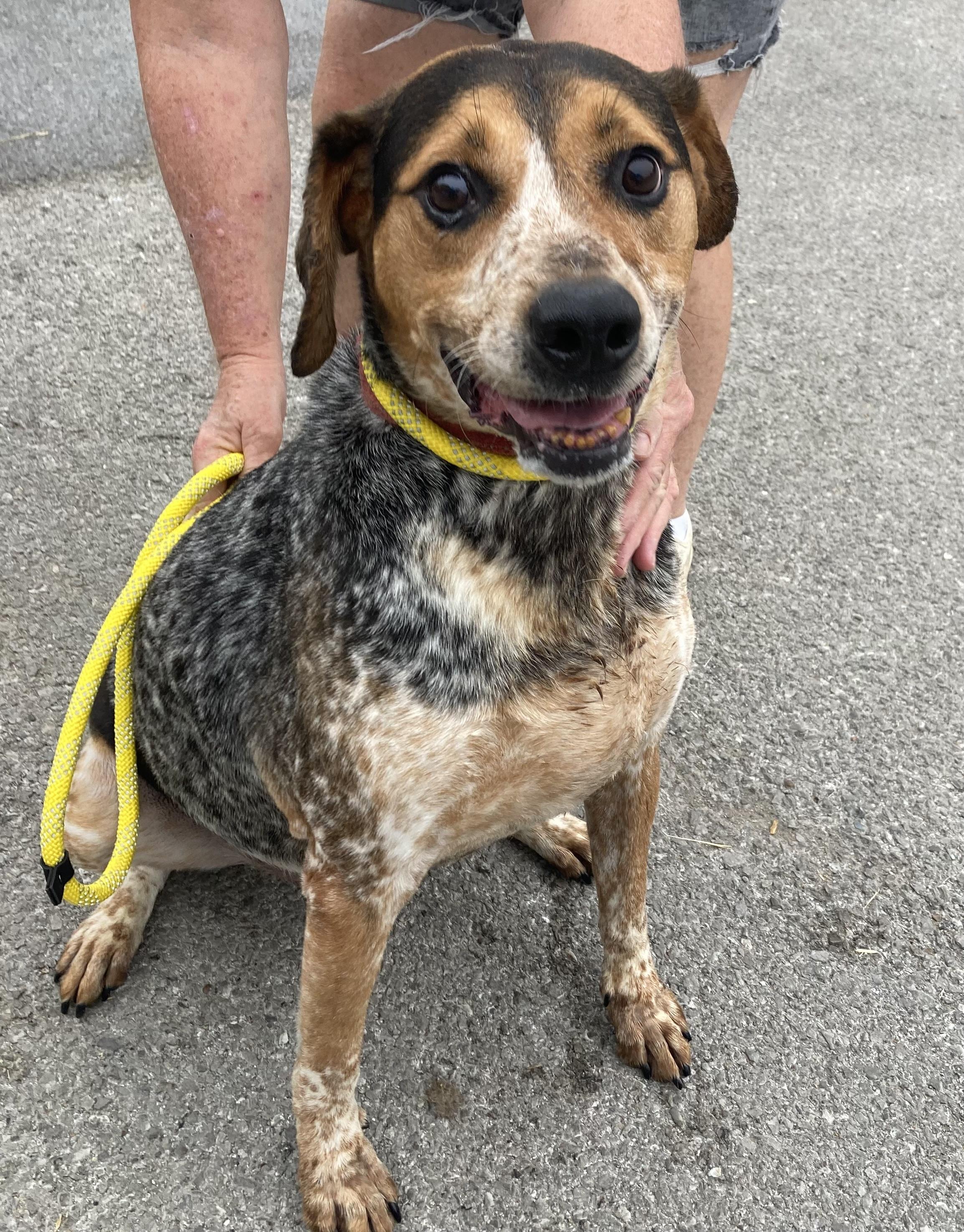 Enlarge Lewie, a Adoptable mixed breed in Hopkinsville, KY image 2/6