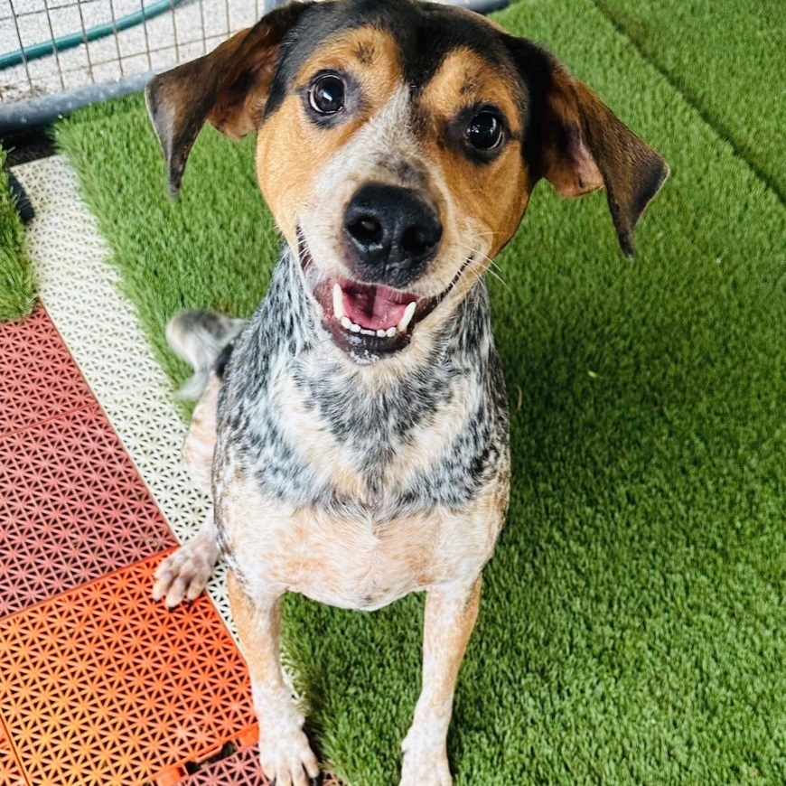 Lewie, Adoptable, Adult Male Bluetick Coonhound & Beagle.