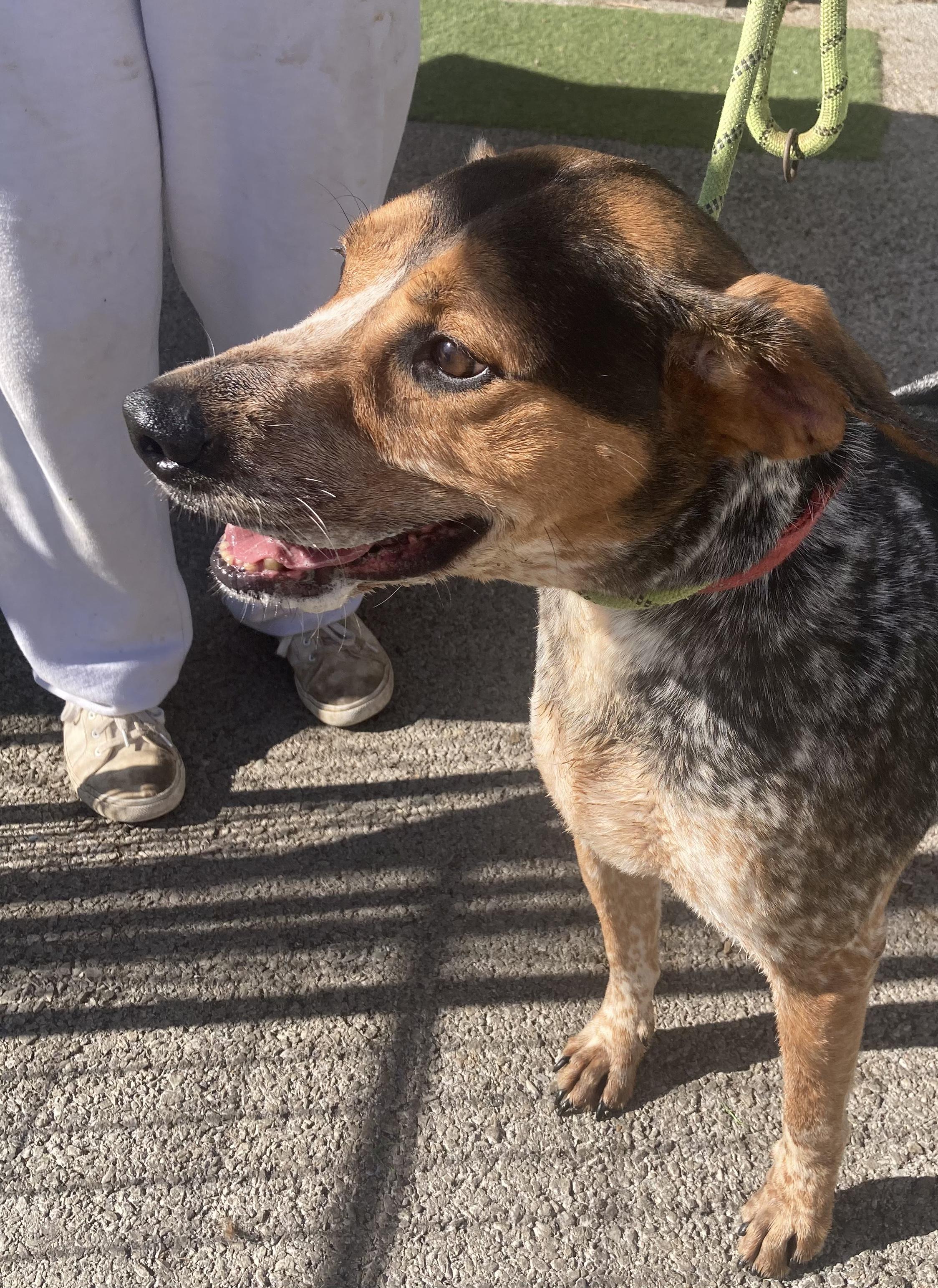 Lewie, Adoptable, Adult Male Bluetick Coonhound & Beagle.