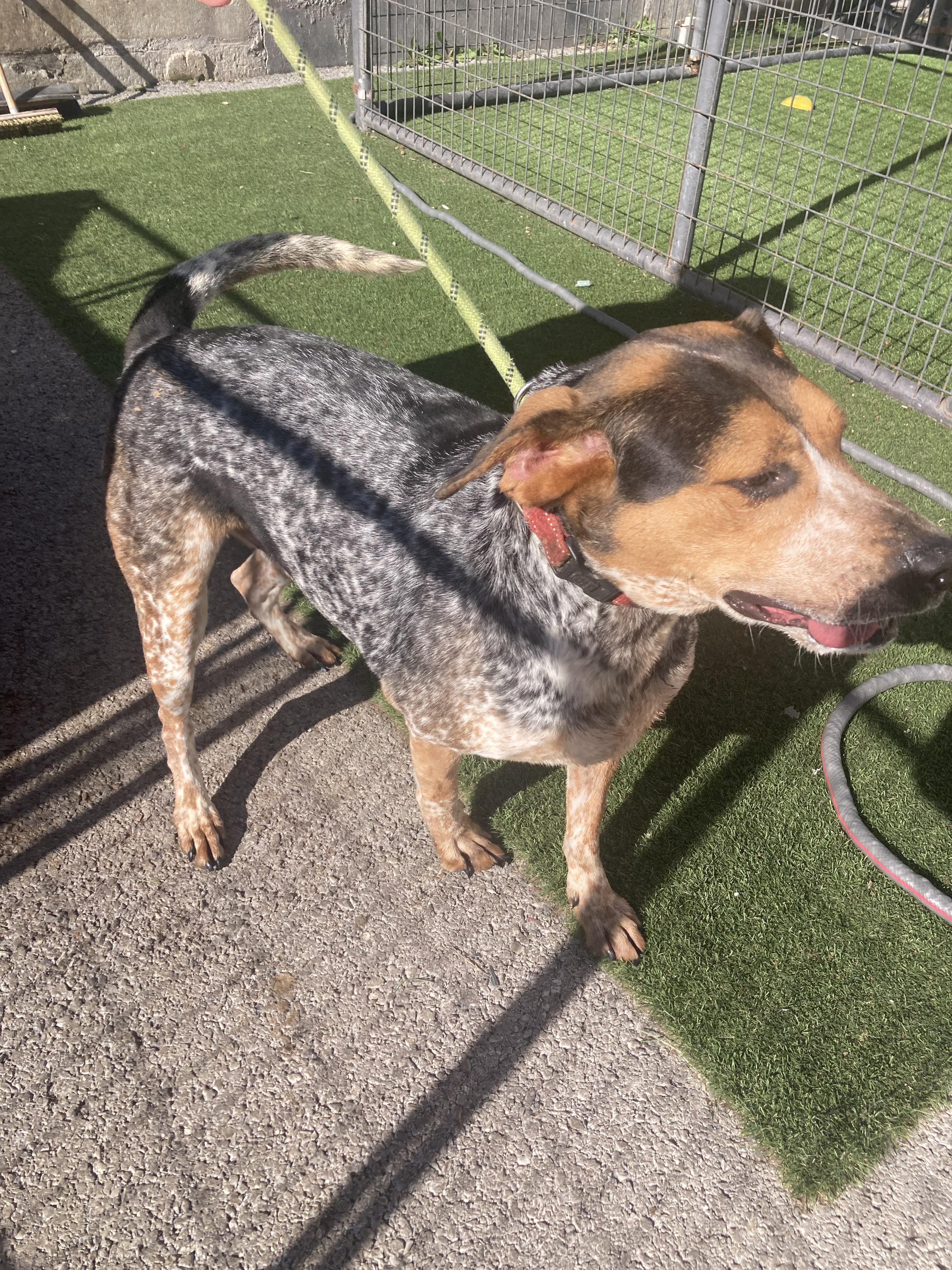 Lewie, a Adoptable mixed breed in Hopkinsville, KY image 2/5
