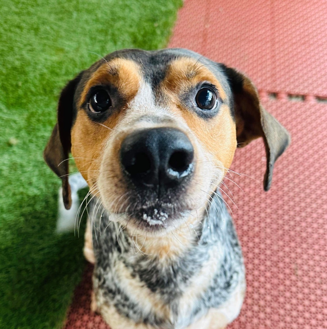 Lewie, a Adoptable mixed breed in Hopkinsville, KY image 2/3