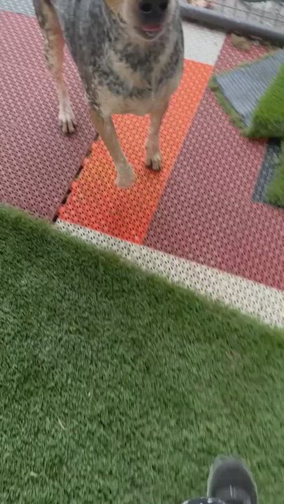 Enlarge Lewie, a Adoptable mixed breed in Hopkinsville, KY video 3/3