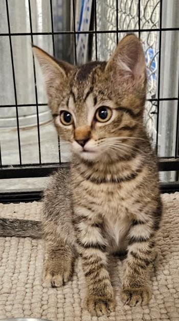 Enlarge Tigger, a Adopted mixed breed in Crystal City, MO image 1/1