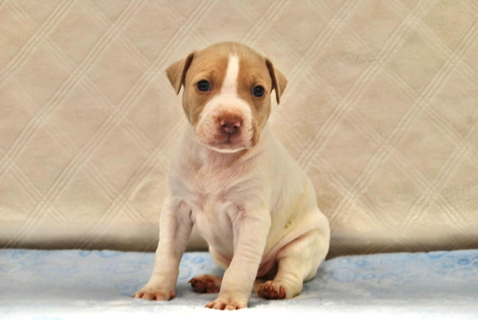 Enlarge BRYAN, a ADOPTABLE mixed breed in Miami, FL image 1/1