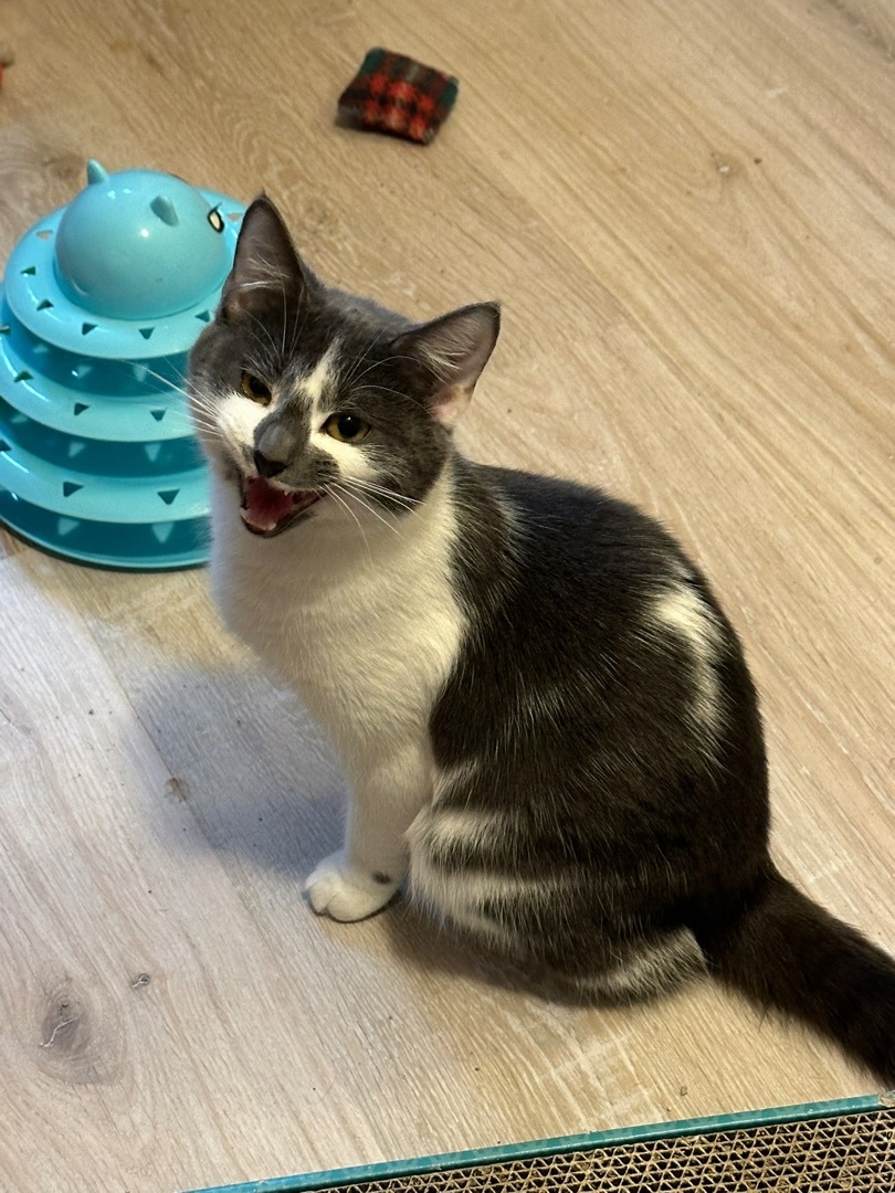 Roxy, Adopted, Kitten Female Domestic Short Hair.