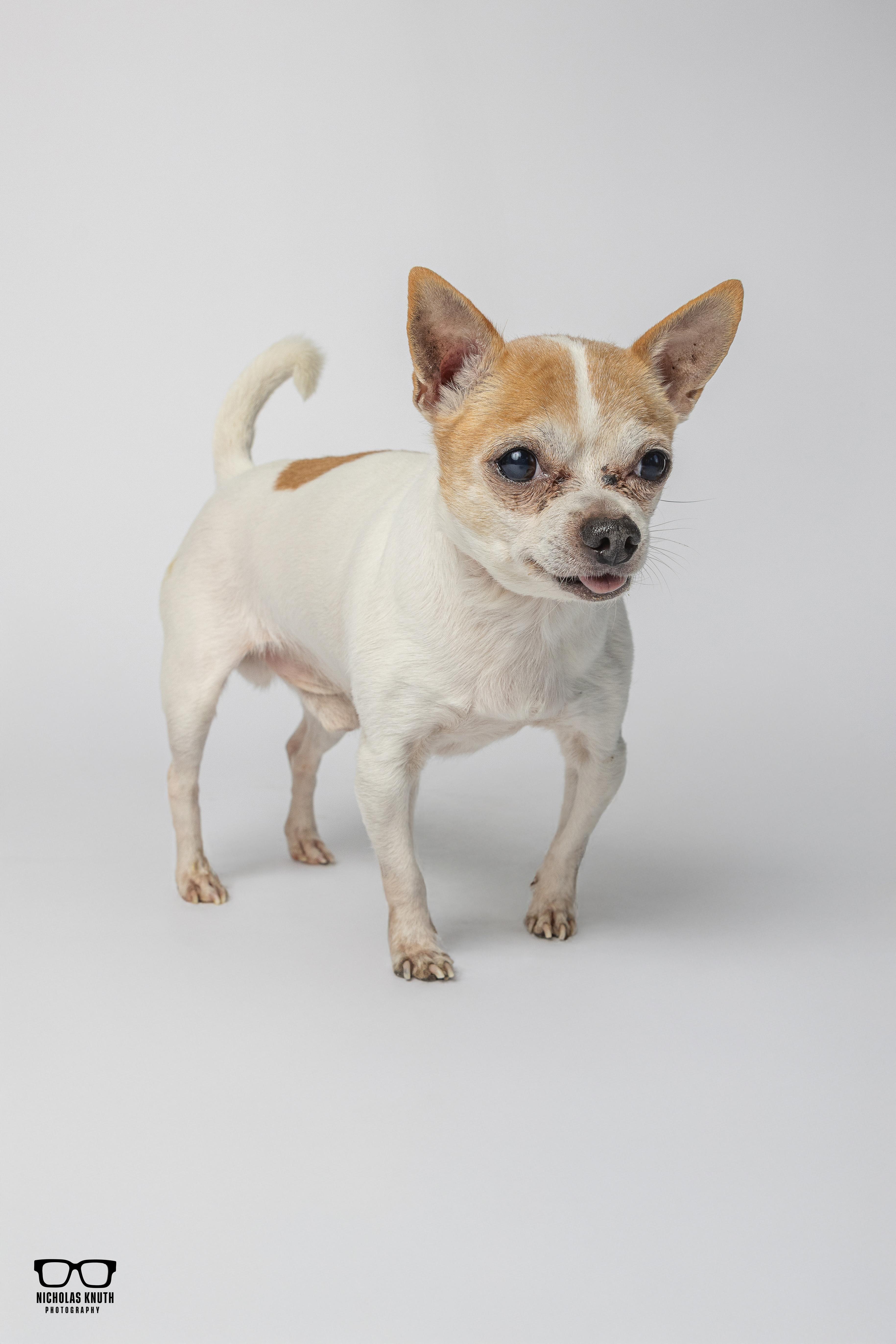 Enlarge Amigo, a ADOPTABLE Chihuahua in Palatine, IL image 2/6