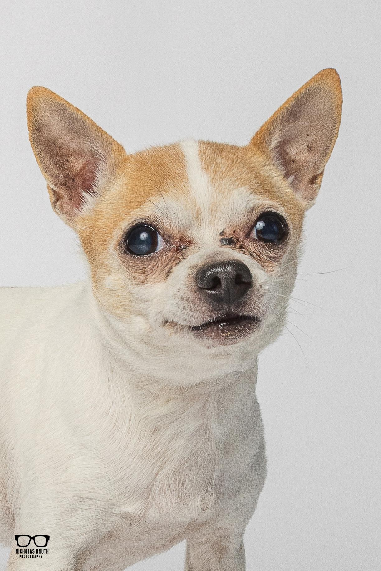 Enlarge Amigo, a ADOPTABLE Chihuahua in Palatine, IL image 1/6