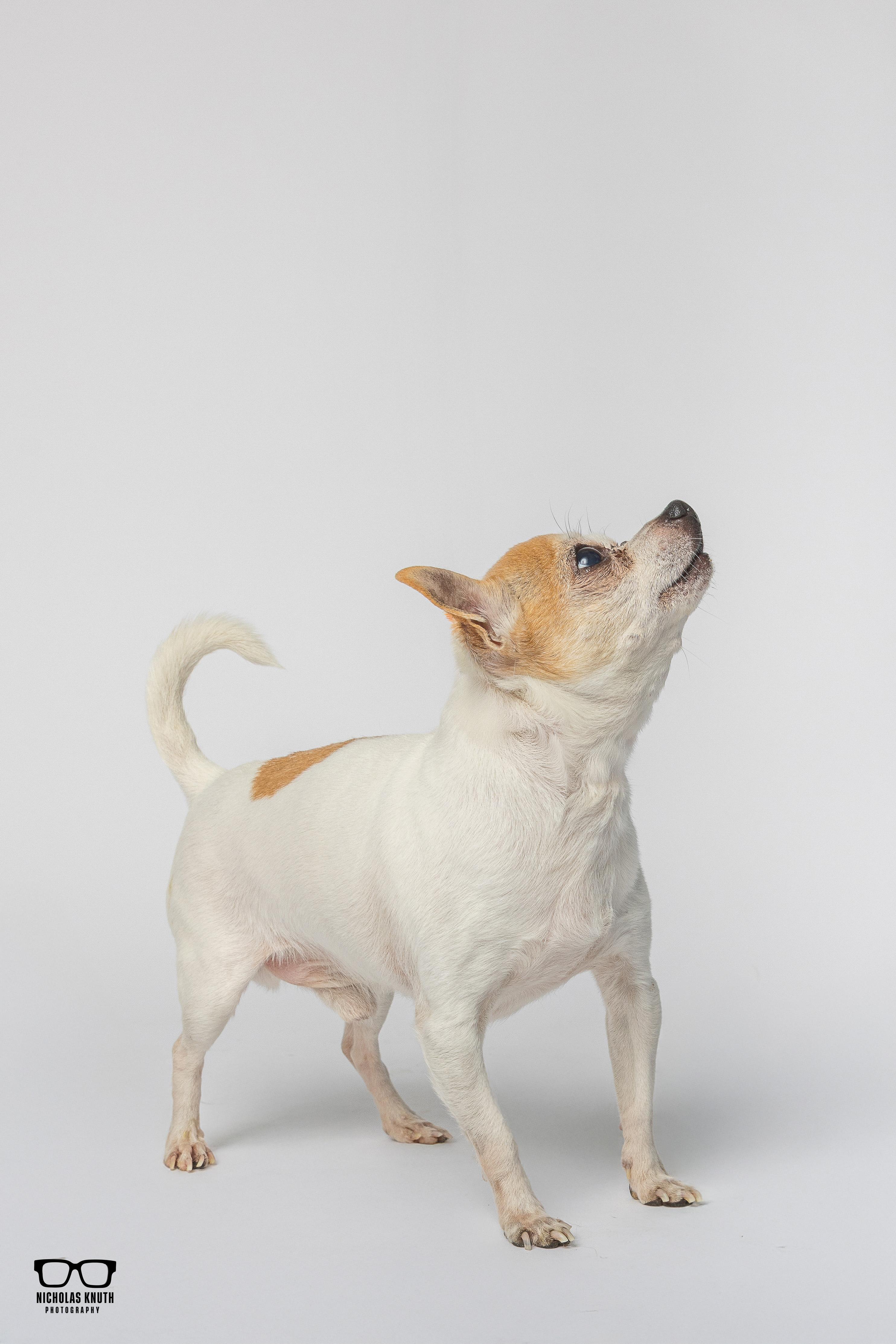 Enlarge Amigo, a ADOPTABLE Chihuahua in Palatine, IL image 3/6