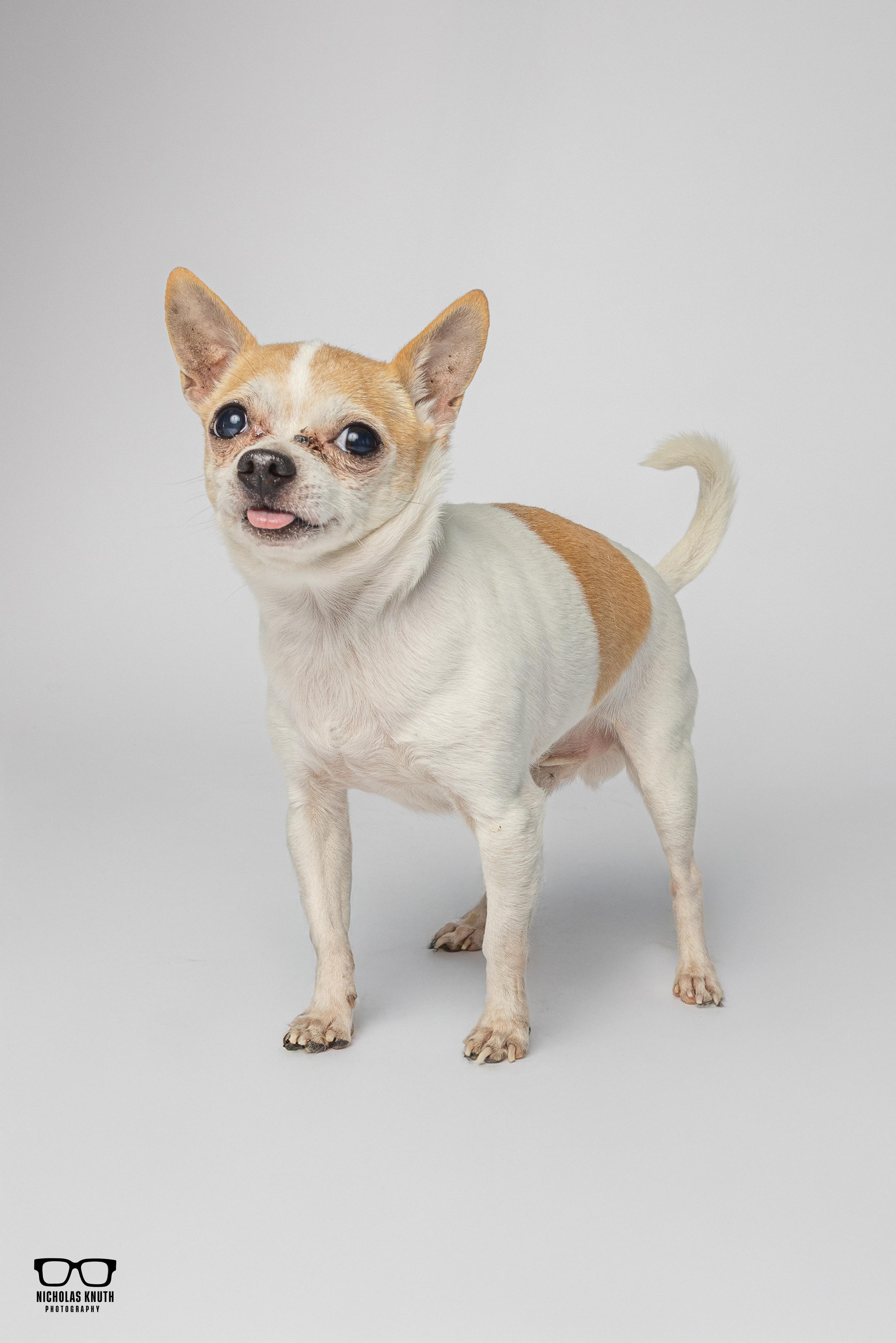 Enlarge Amigo, a ADOPTABLE Chihuahua in Palatine, IL image 5/6