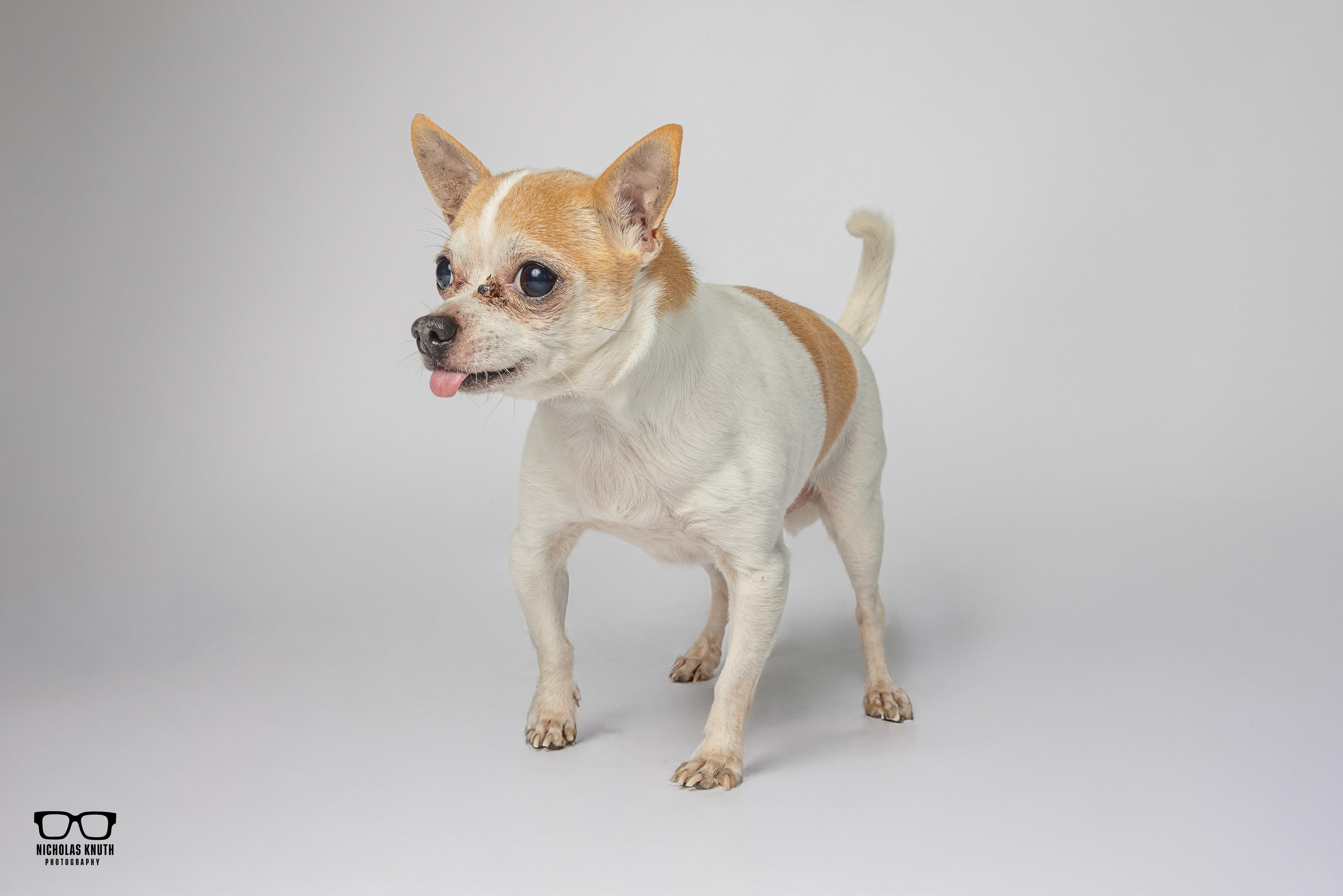 Enlarge Amigo, a ADOPTABLE Chihuahua in Palatine, IL image 6/6