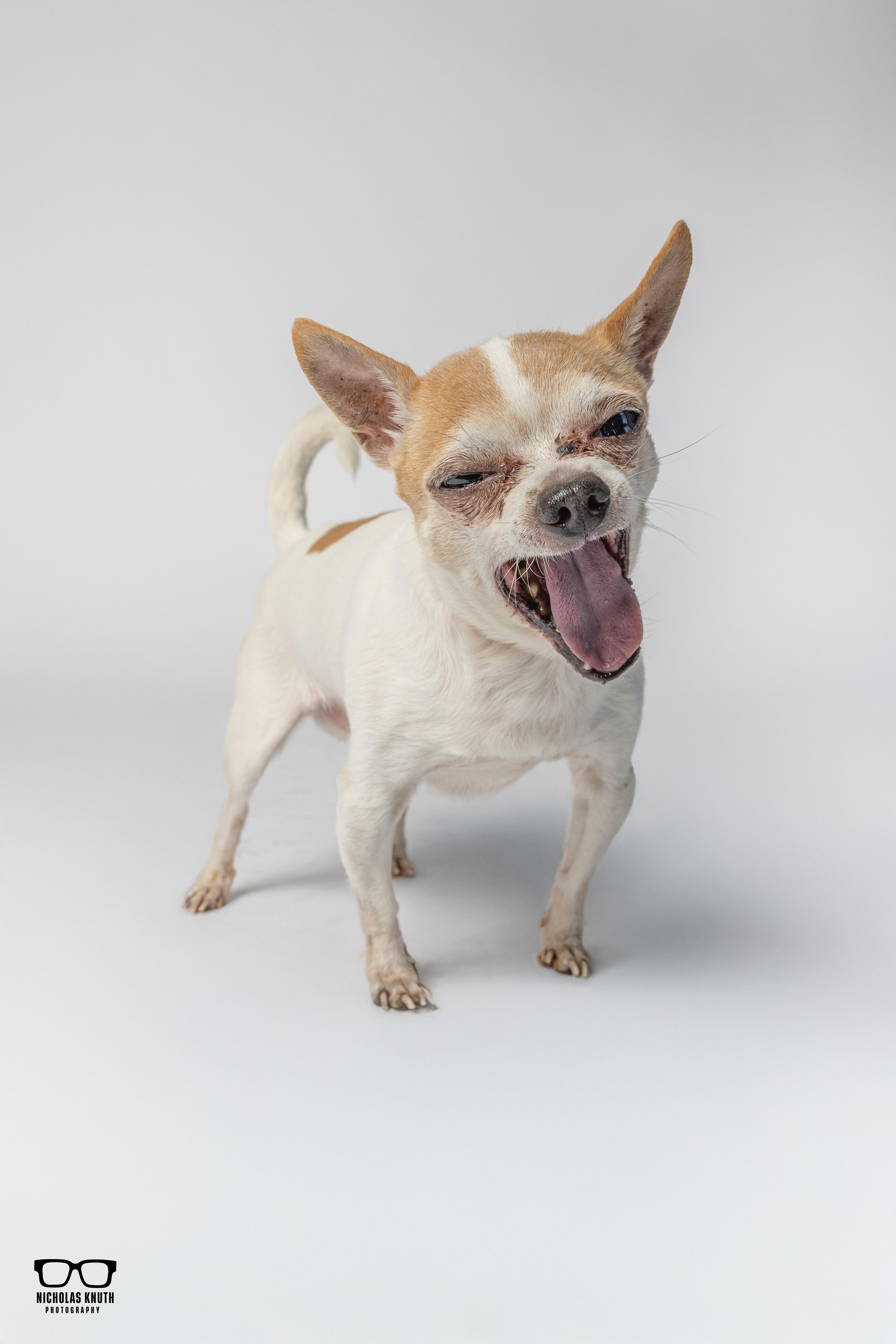 Enlarge Amigo, a ADOPTABLE Chihuahua in Palatine, IL image 4/6