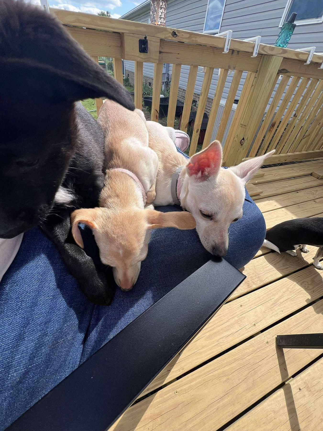 Daphne, Adopted, Young Female Chihuahua.