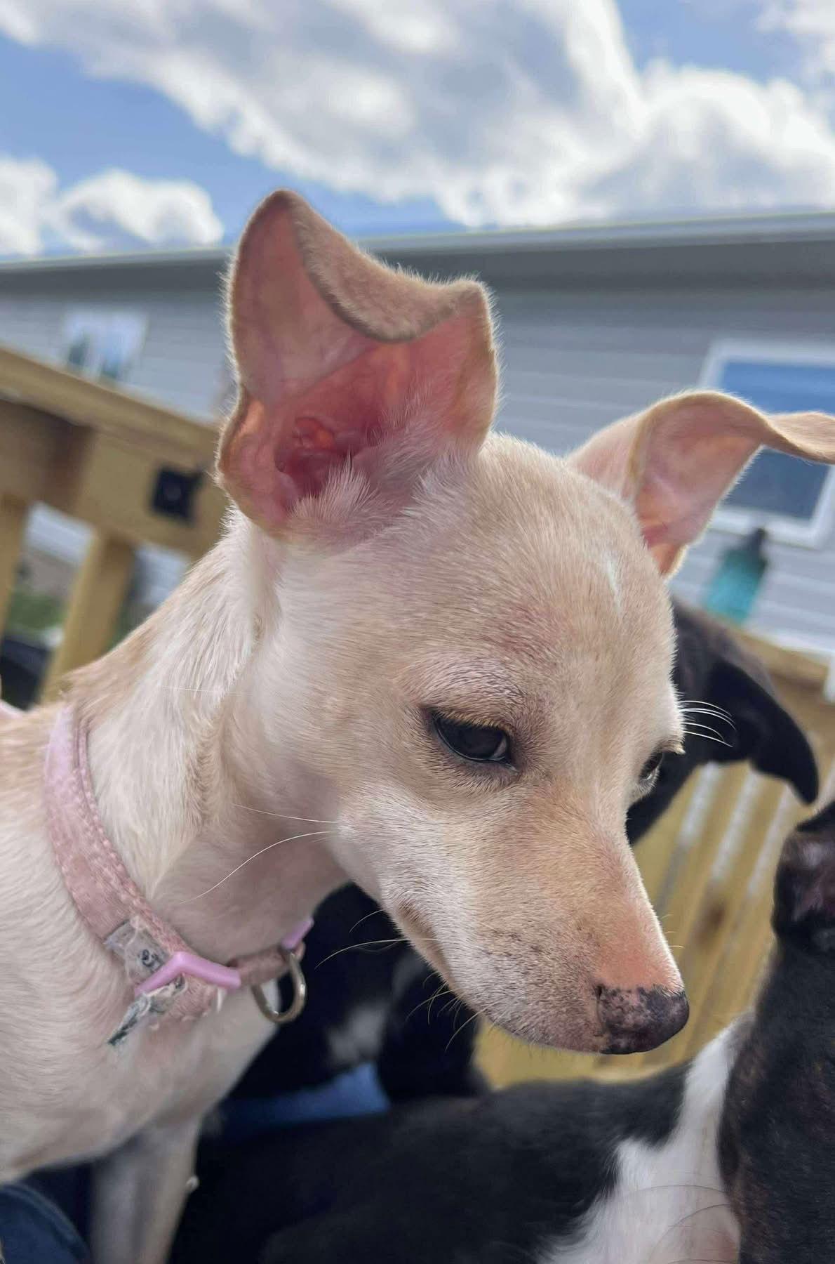 Daphne, a Adopted Chihuahua in Mint Hill, NC image 2/3