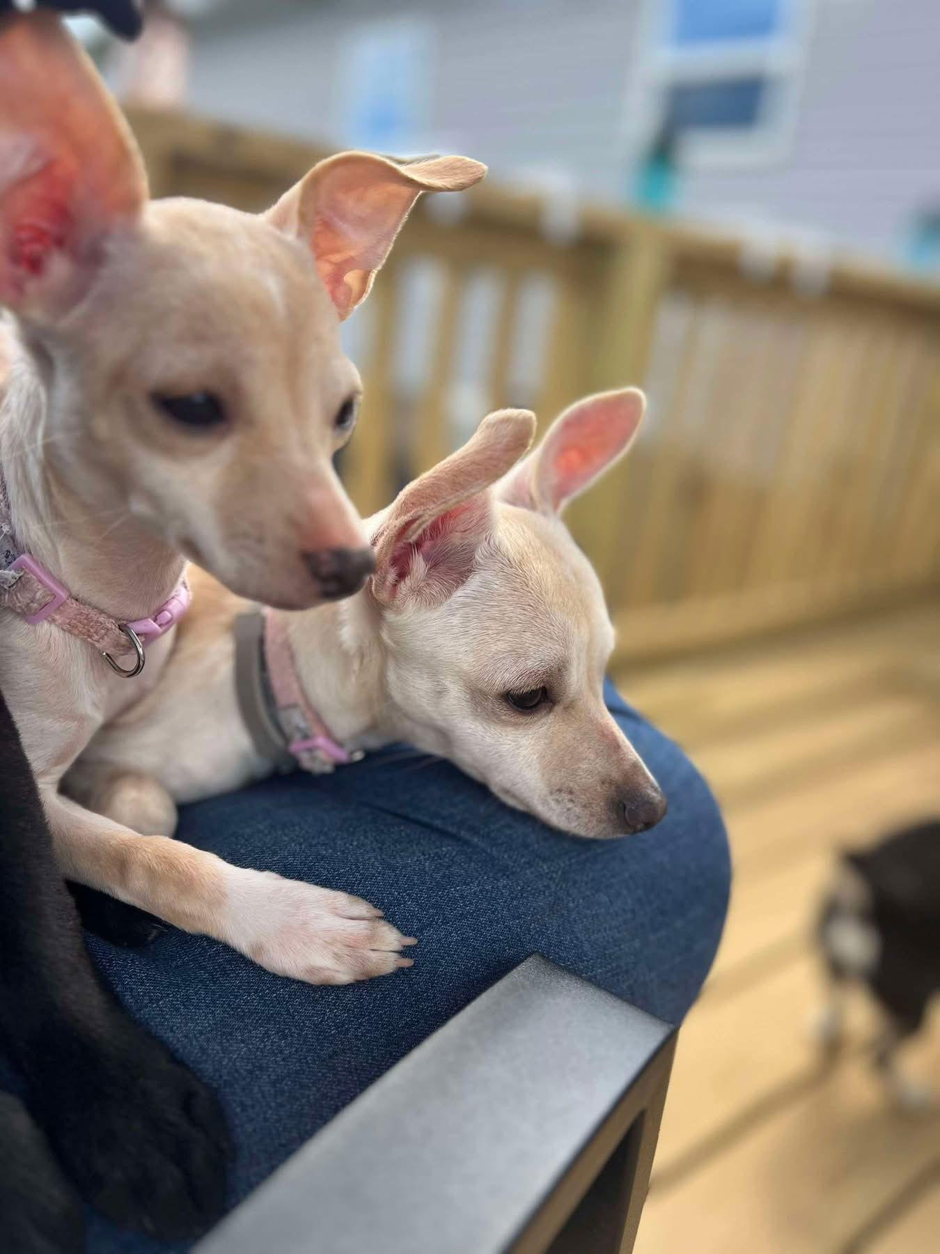 Daphne, a Adopted Chihuahua in Mint Hill, NC image 3/3