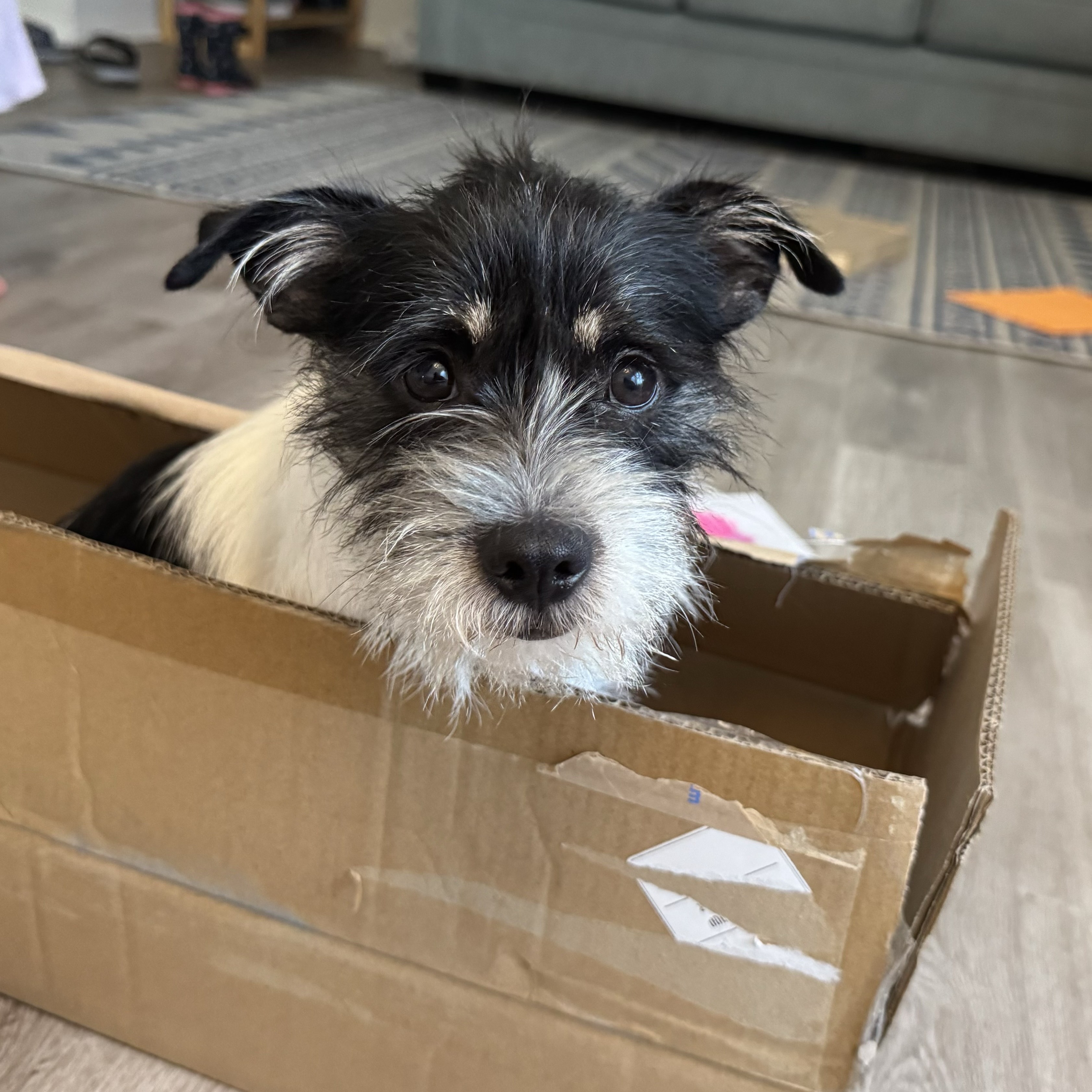 Dog for adoption Rascal, a Miniature Schnauzer Mix in Hermiston, OR