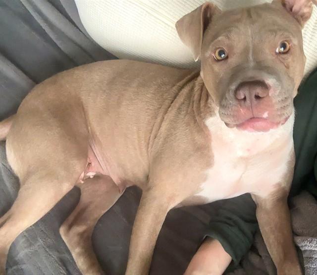 IZZY, Adoptable, Young Female Pit Bull Terrier & Mixed Breed.