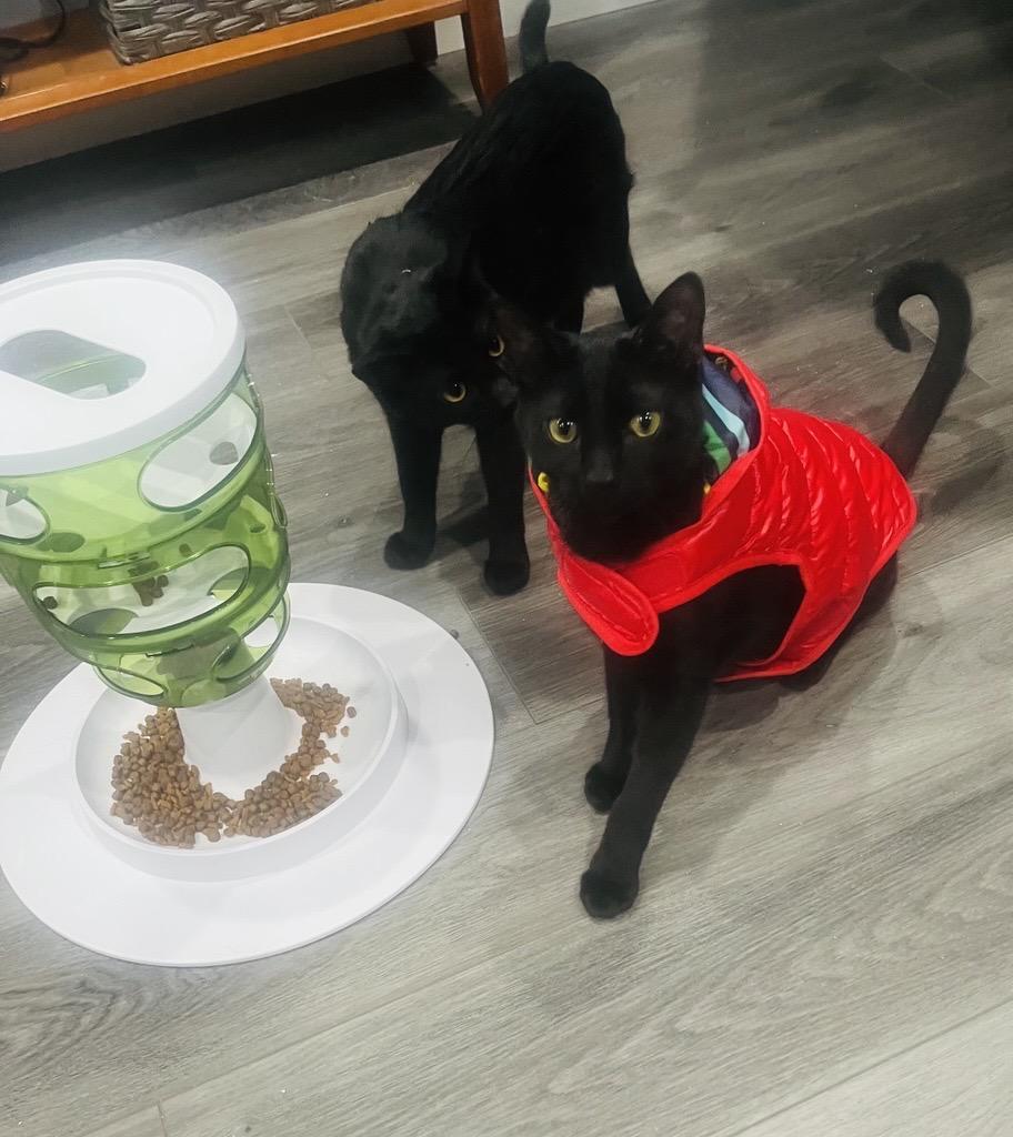 Chickpea and Rueben (bonded siblings), adopted, Young Male Domestic Short Hair.