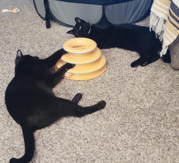 Chickpea and Rueben (bonded siblings), an adopted Domestic Short Hair in Farmington, MN image 4/6