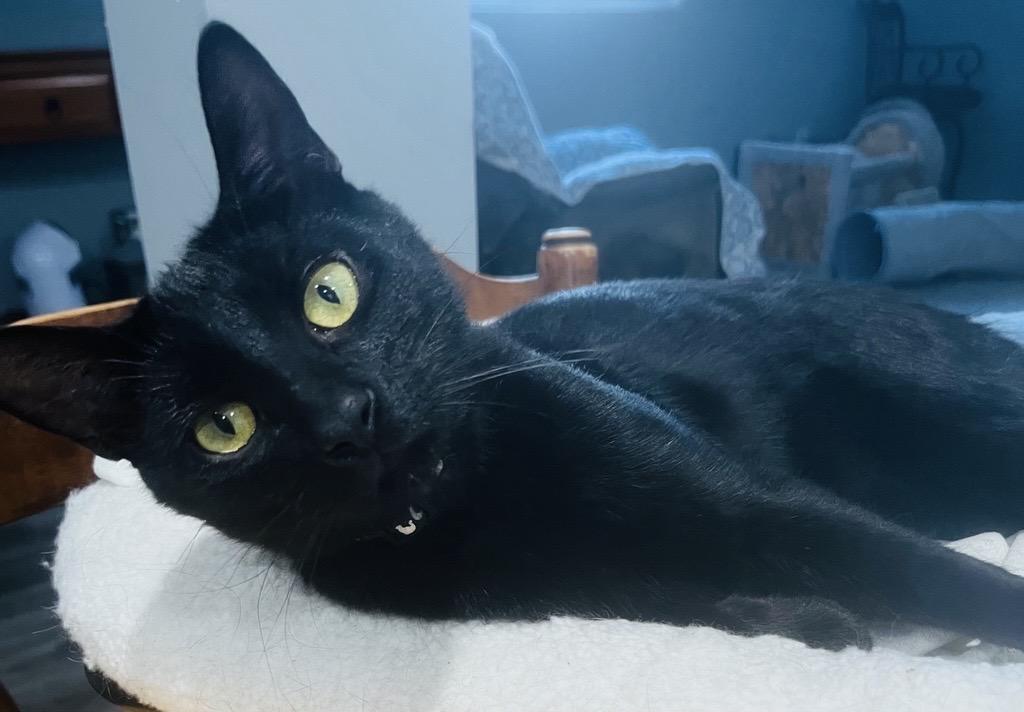 Chickpea and Rueben (bonded siblings), an adopted Domestic Short Hair in Farmington, MN image 3/6