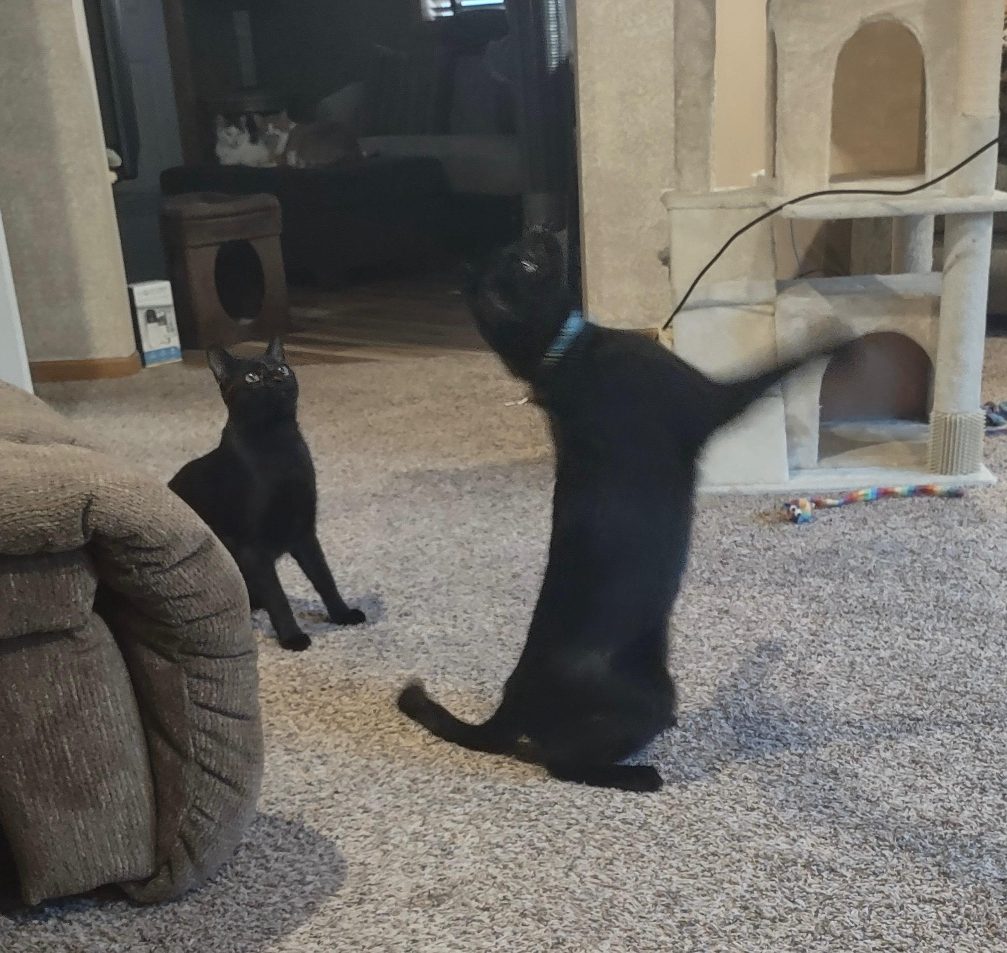 Chickpea and Rueben (bonded siblings), an adopted Domestic Short Hair in Farmington, MN image 6/6