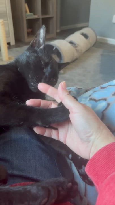 Enlarge Chickpea and Rueben (bonded siblings), an adopted Domestic Short Hair in Farmington, MN video 5/6