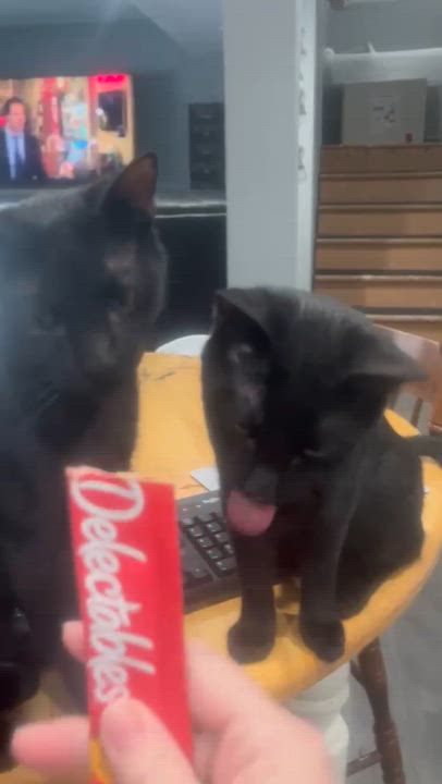 Enlarge Chickpea and Rueben (bonded siblings), an adopted Domestic Short Hair in Farmington, MN video 2/6