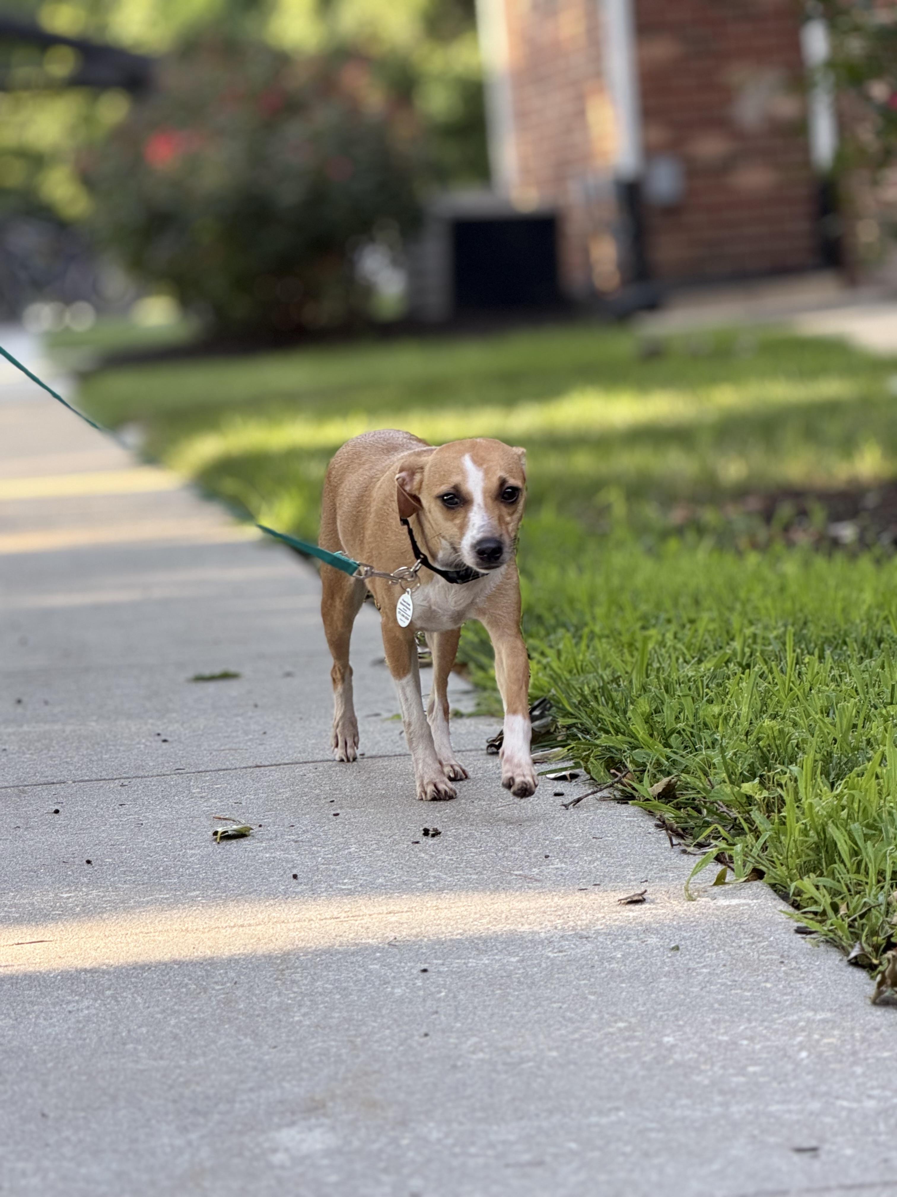 Marilyn, a Adoptable mixed breed in Newark, DE image 4/6