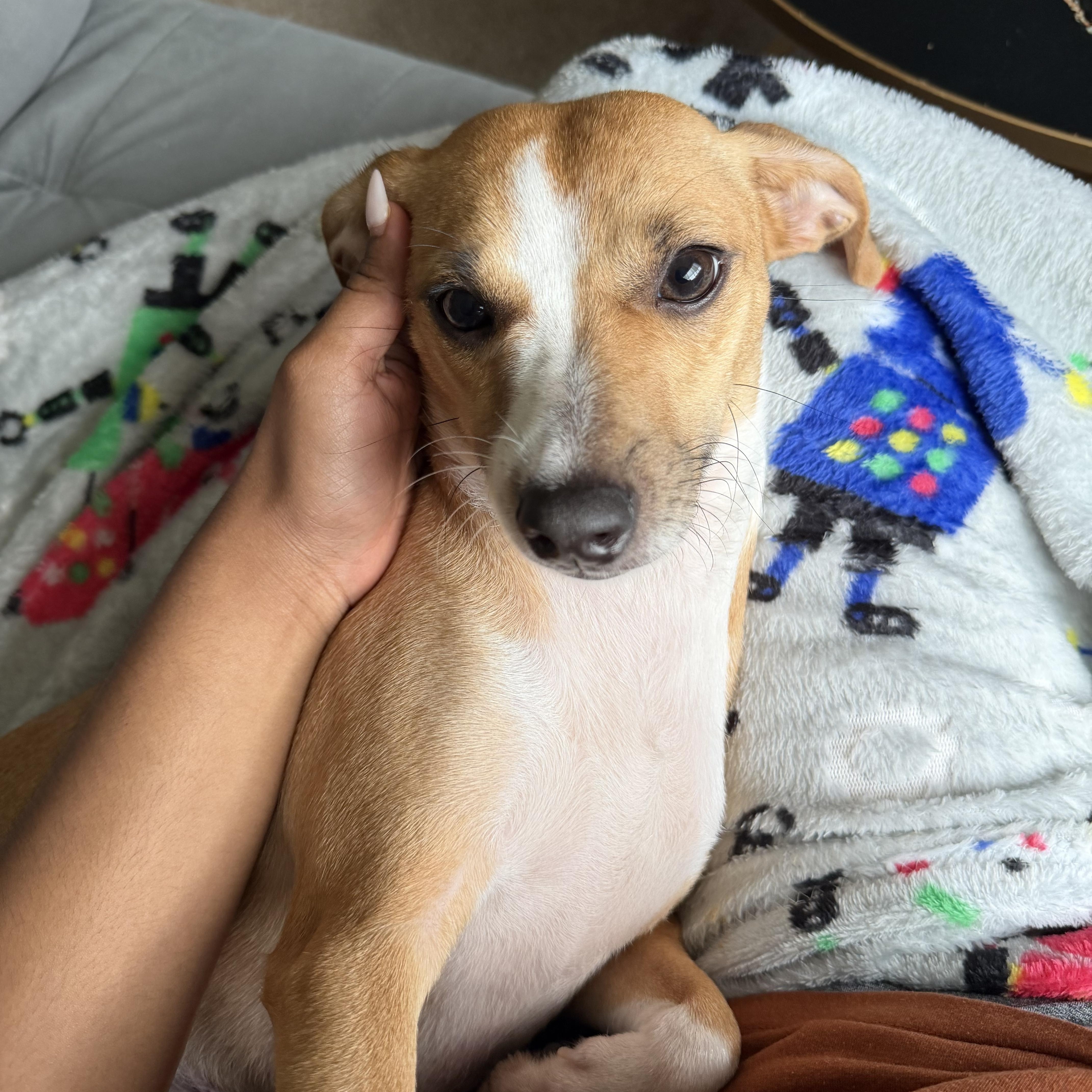 Marilyn, a Adoptable mixed breed in Newark, DE image 2/6