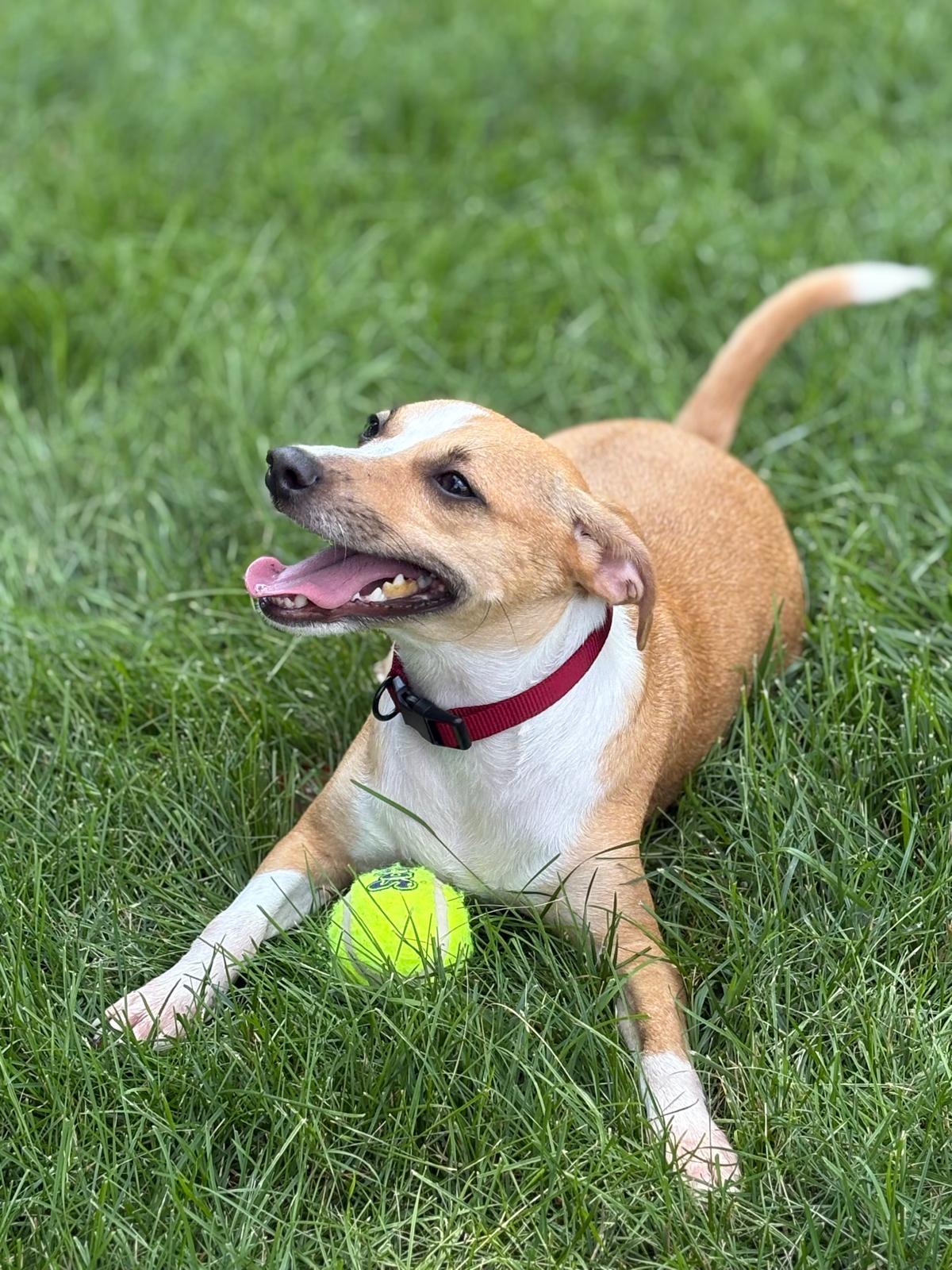 Marilyn, Adoptable, Young Female Terrier.